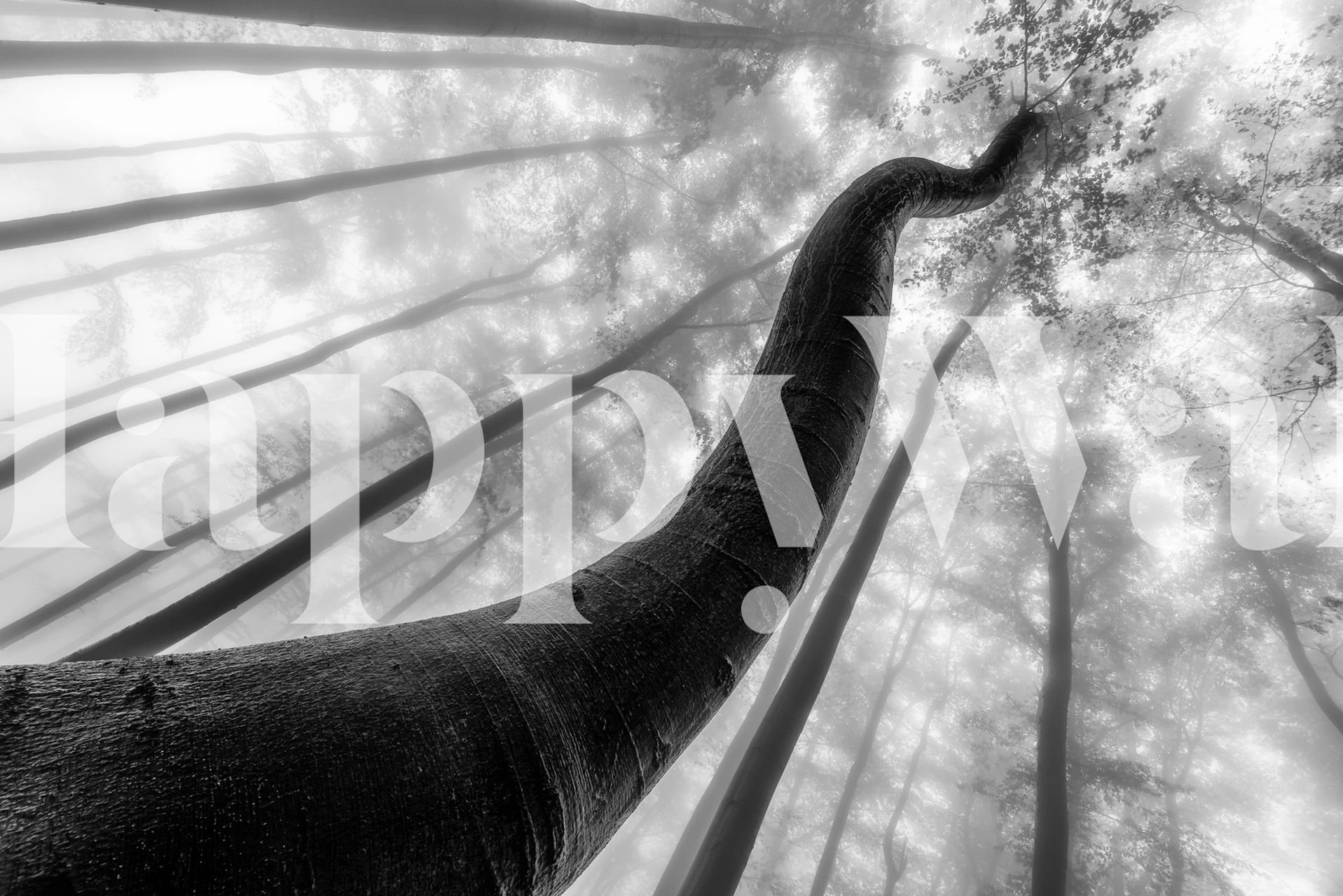 Black and white upward view of a twisted tree trunk in fog wallpaper
