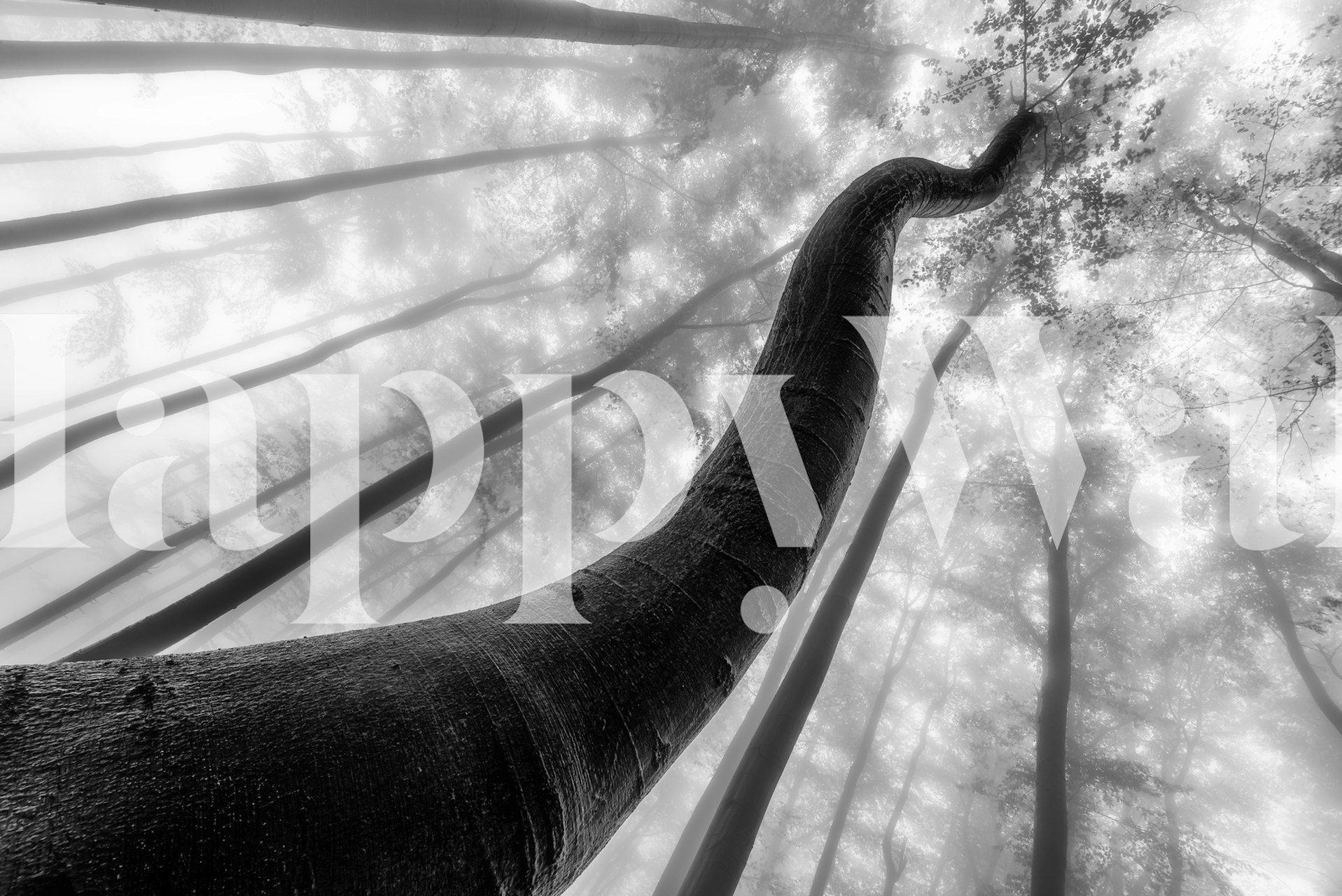 Black and white upward view of a twisted tree trunk in fog wallpaper