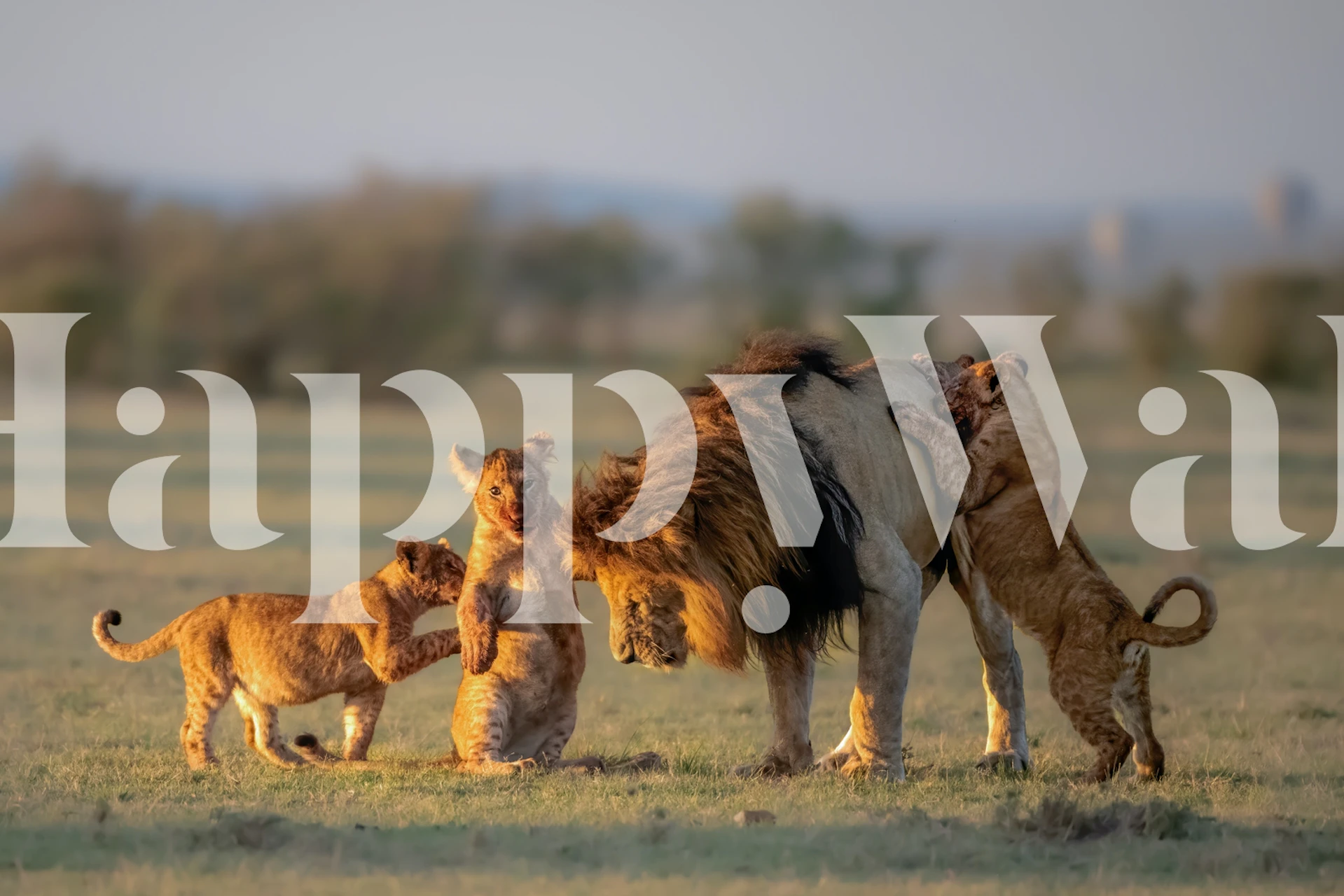 Lion family with cubs playing in grassland wallpaper