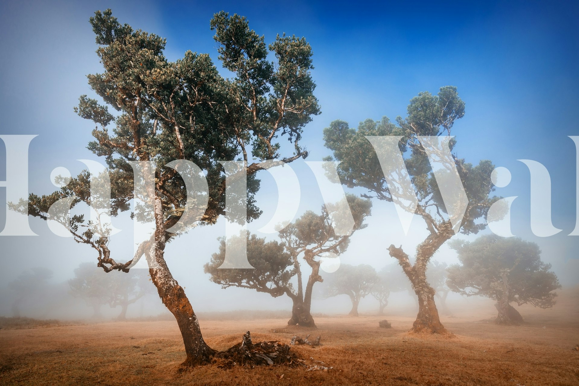 Foggy landscape with silhouetted trees wallpaper