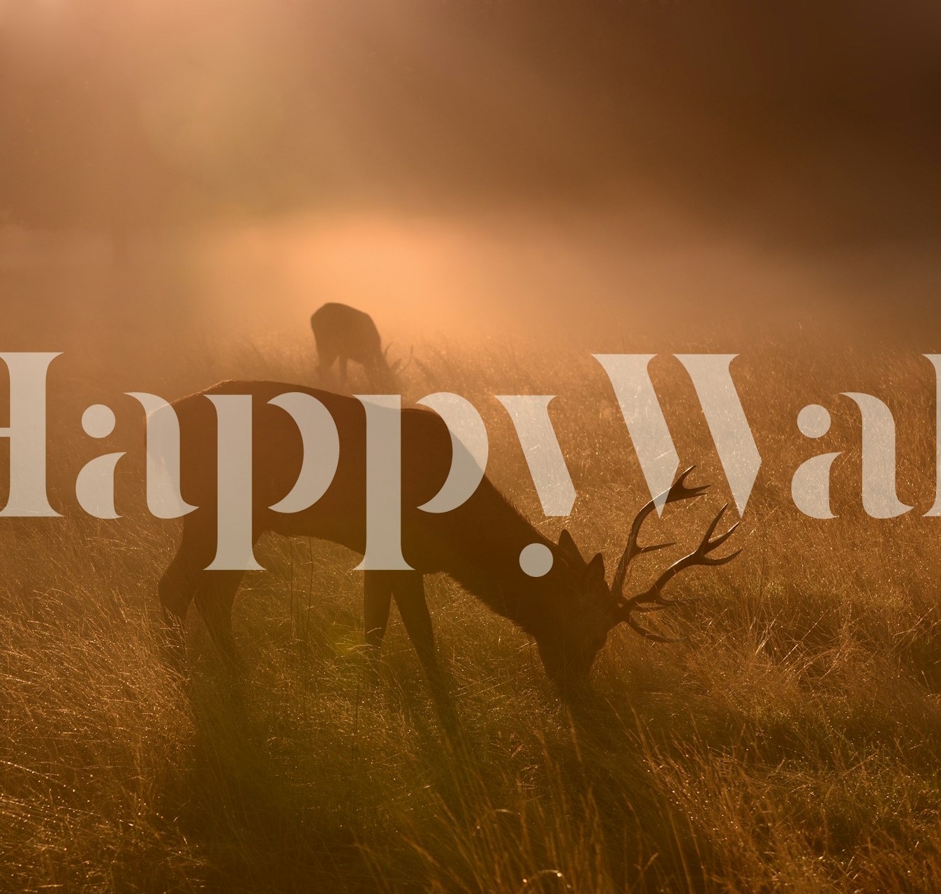 Design de papel de parede elegante com luz suave