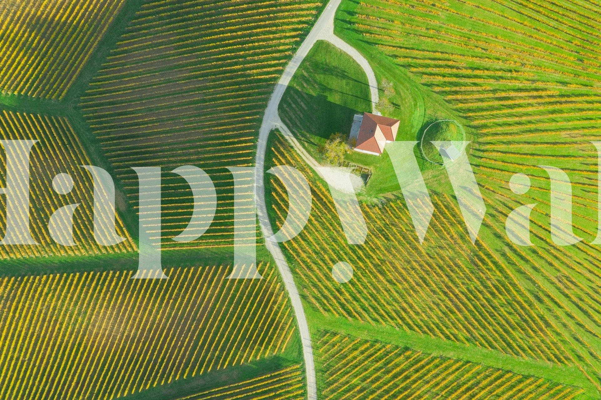 Aerial view of a vineyard landscape with green fields and a small house. Landscape wallpaper.