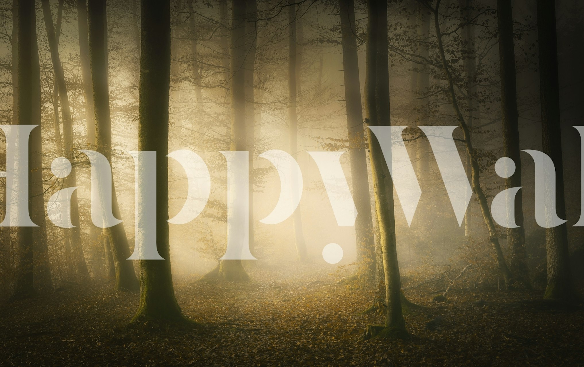 Misty autumn forest wall mural with sunlight filtering through trees