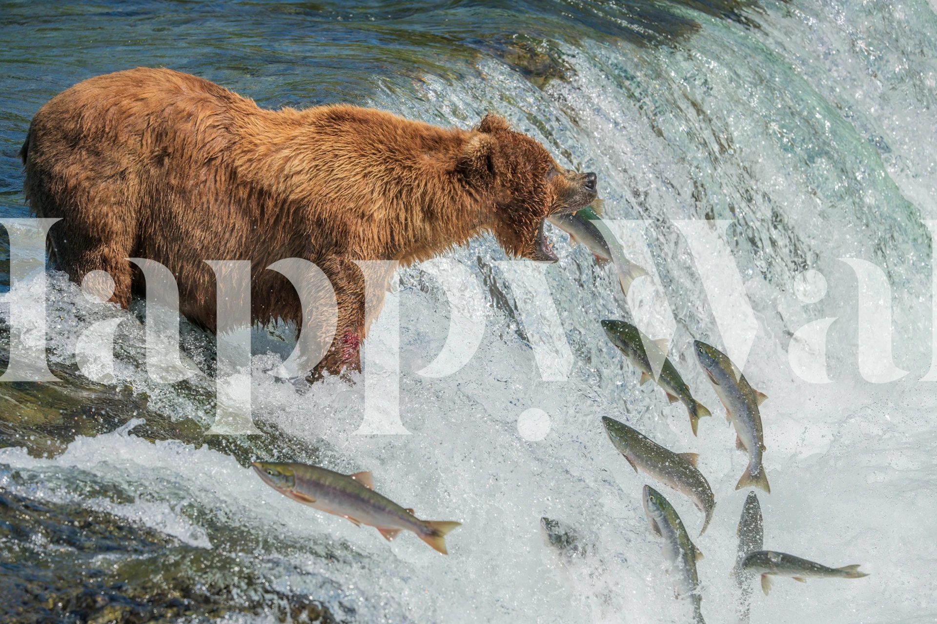 Brown bear fishing at a waterfall with jumping fish wallpaper