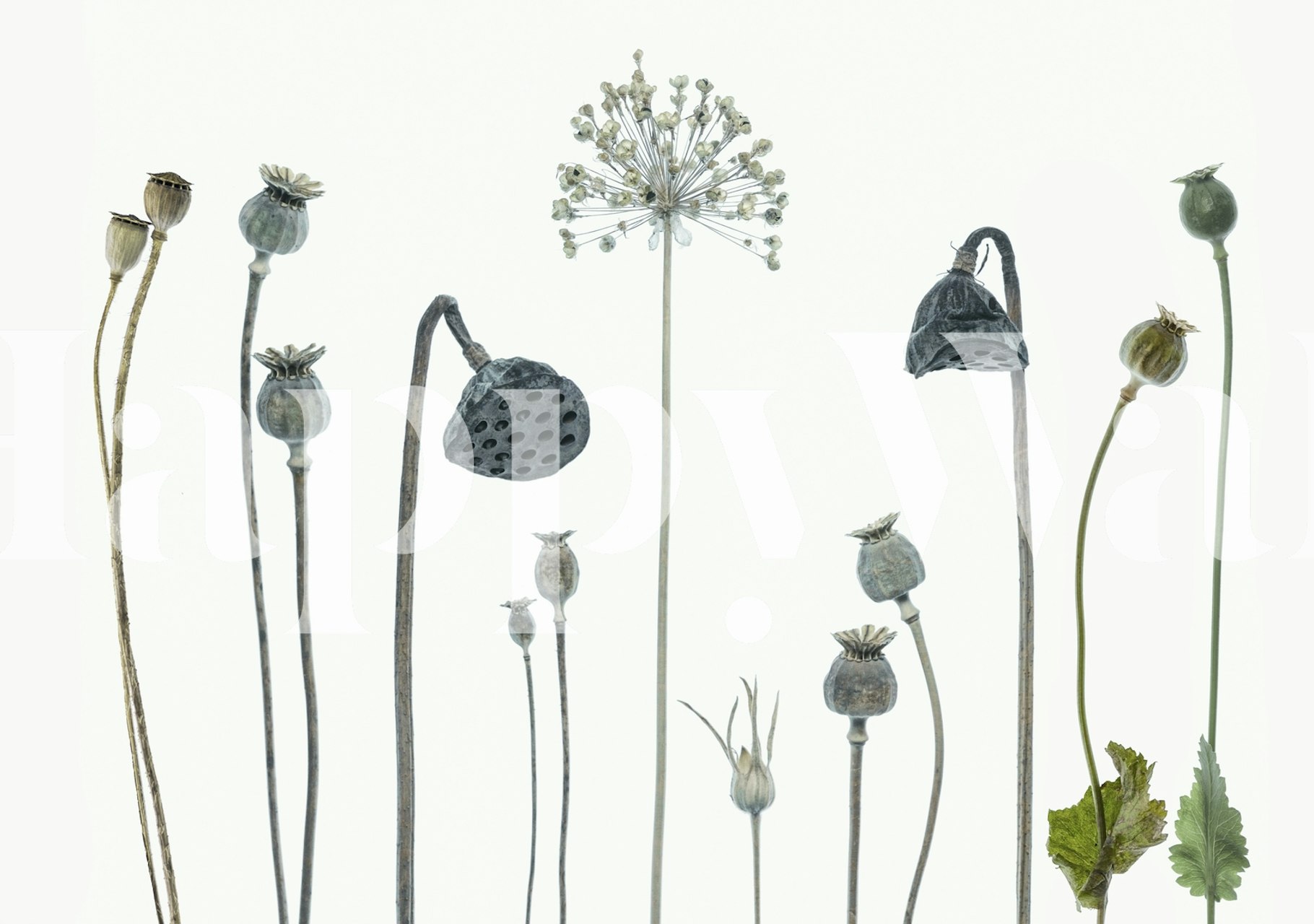 Botanical seed heads in various colors on a light background wallpaper