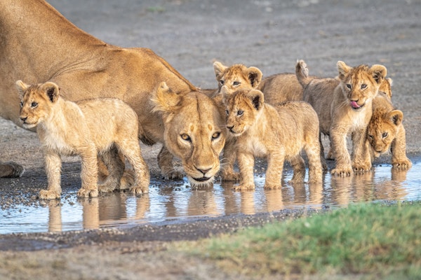 Wariness at the water hole