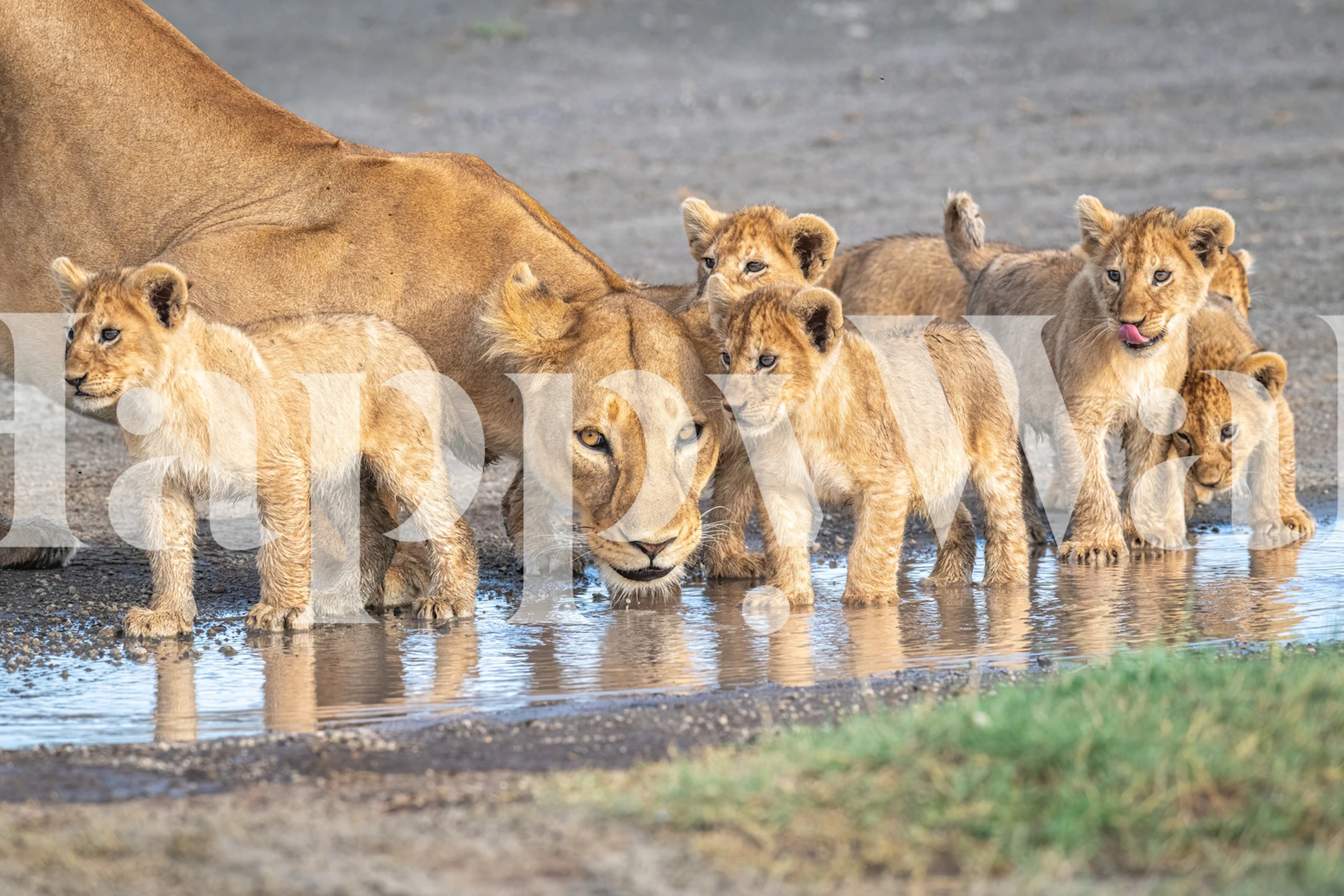 Mother lion and cubs drinking at a waterhole, wildlife wallpaper