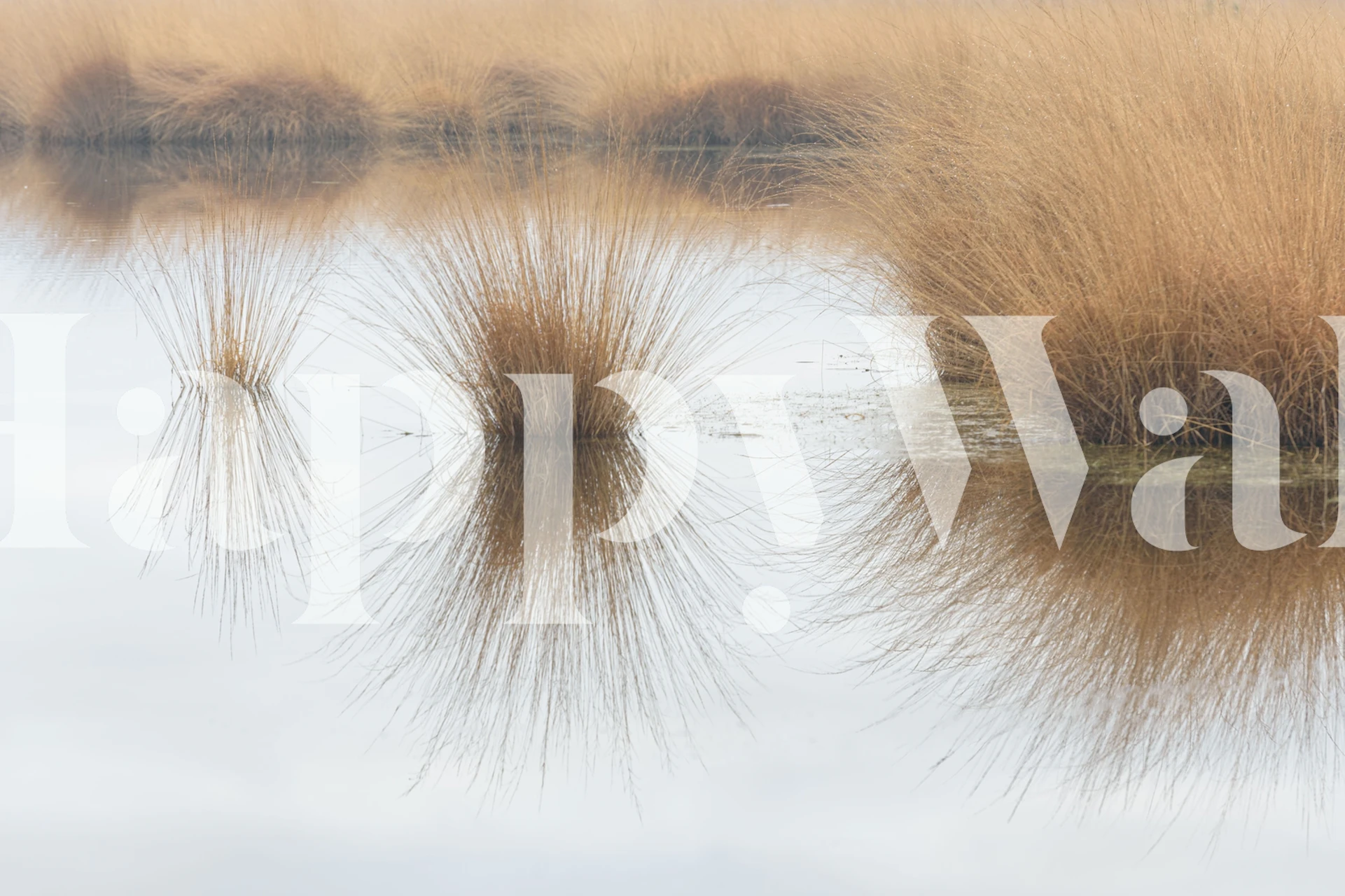 Whispy straw grass with water reflection wall mural