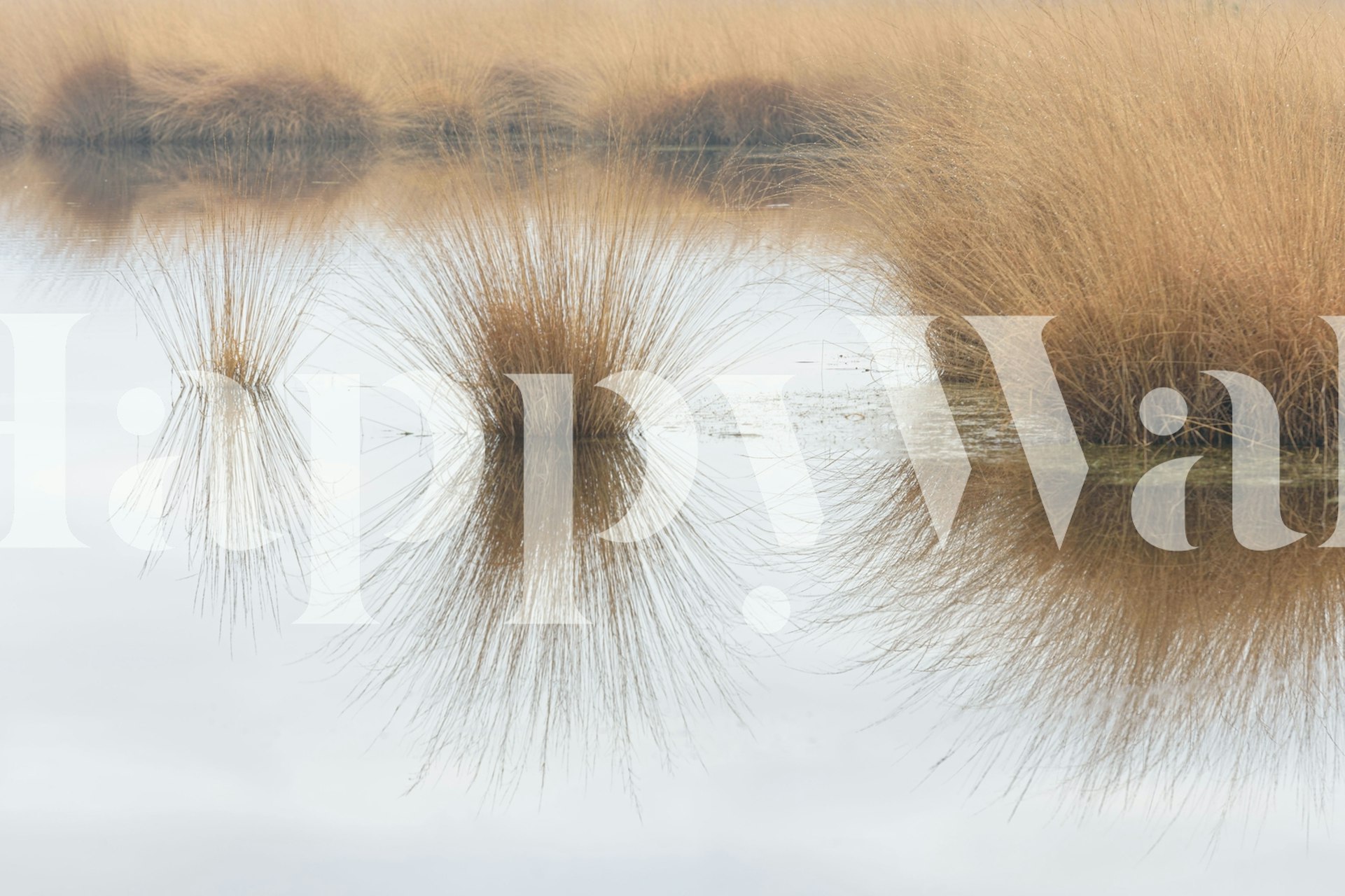 Whispy straw grass with water reflection wall mural