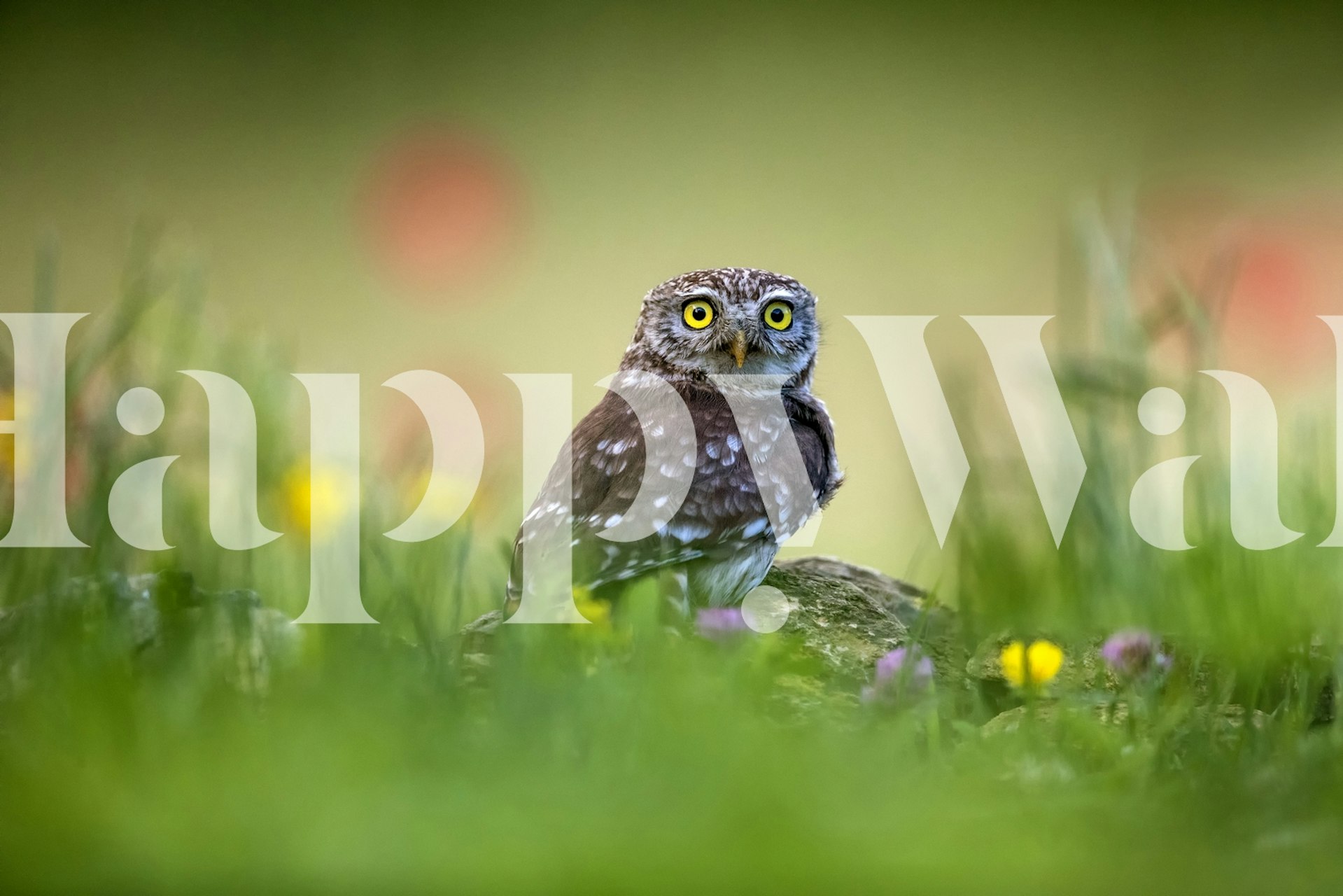 Fototapeta Red Balls se zářivými červenými koulemi na jemném pozadí pro současný vzhled