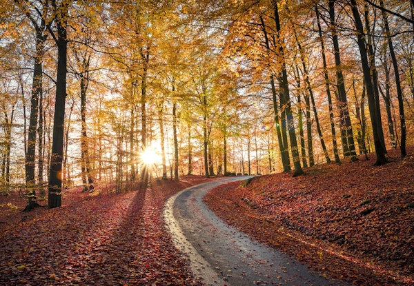 Road in Söderåsen nationalpark  Sweden