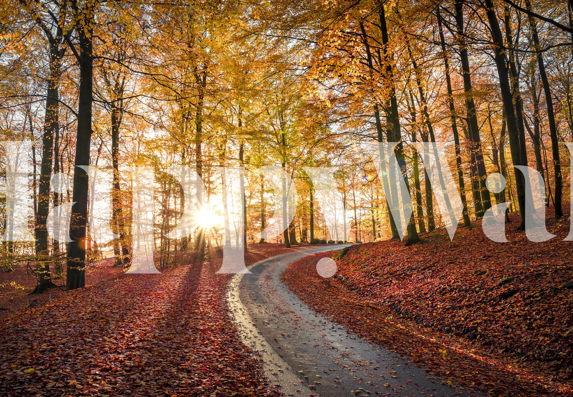 Winding road through a golden autumn forest wallpaper