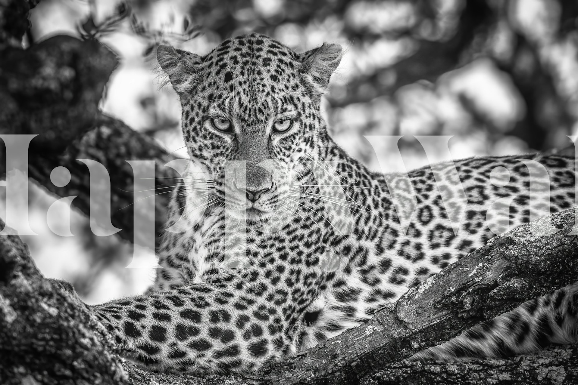 Mustavalkoinen seinämaalaus puussa leopardista