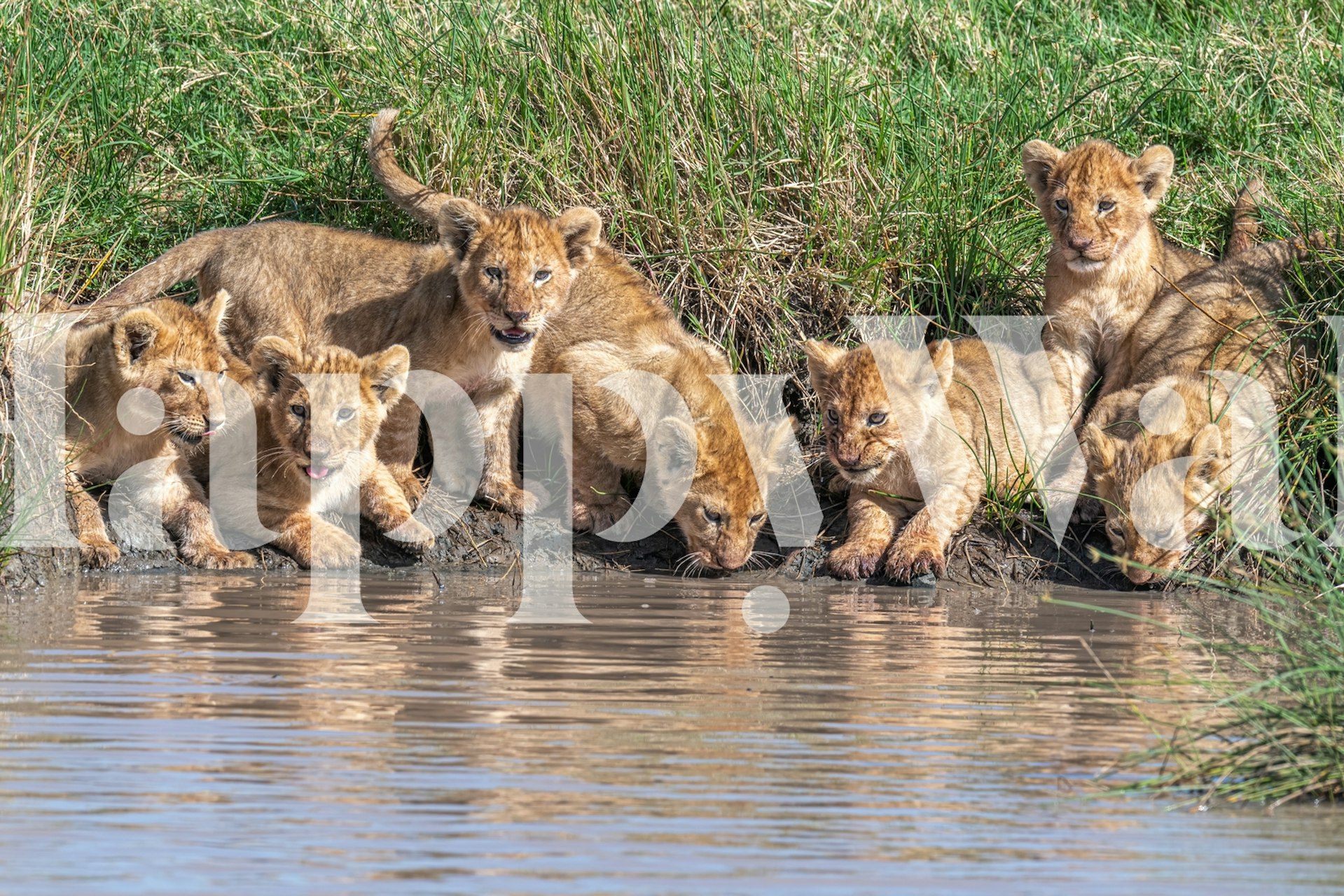 Multiple lion cubs by the water in a natural setting wallpaper