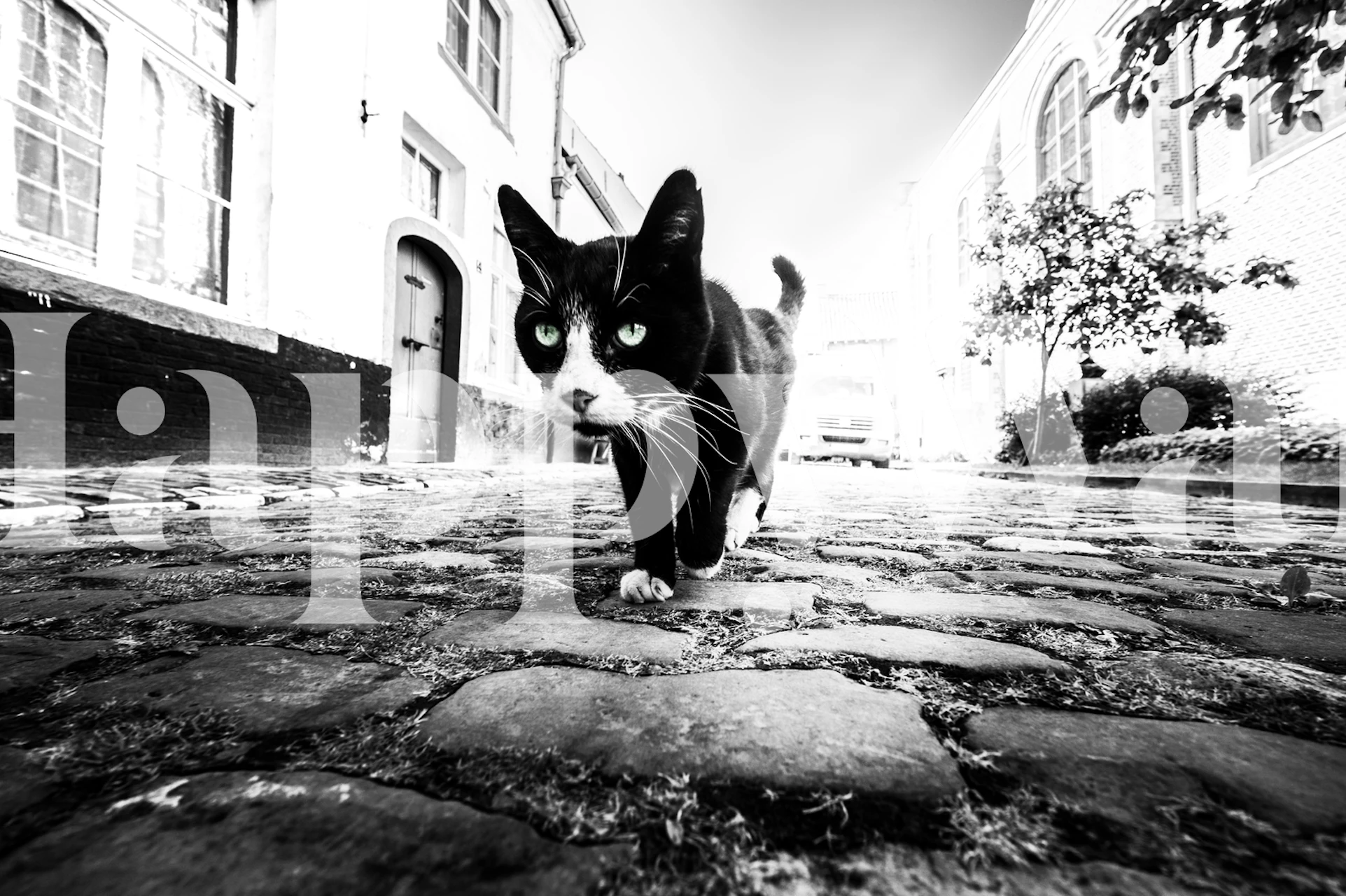 black and white cat walking on cobblestone street wallpaper