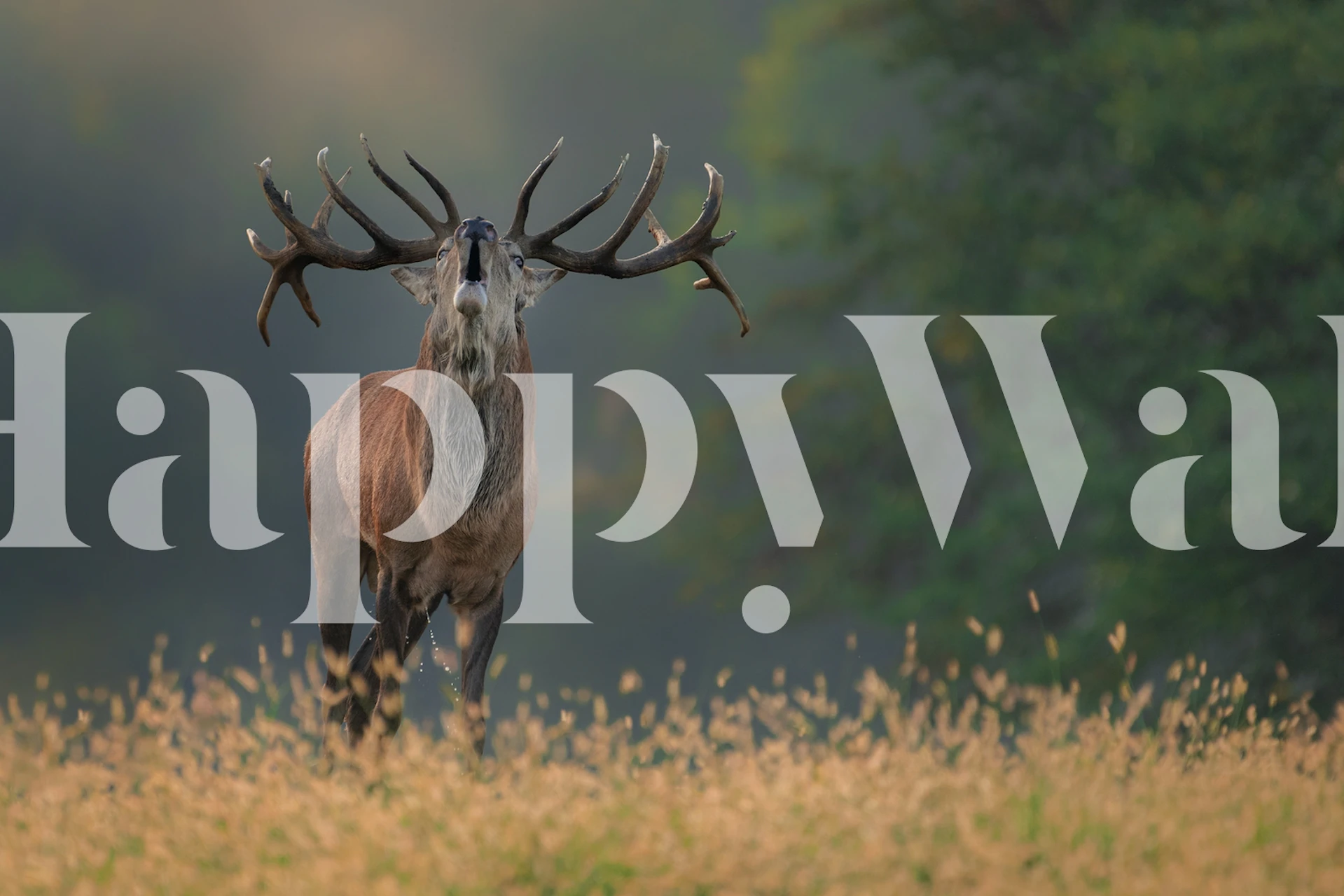 Majestic deer in a serene meadow wall mural