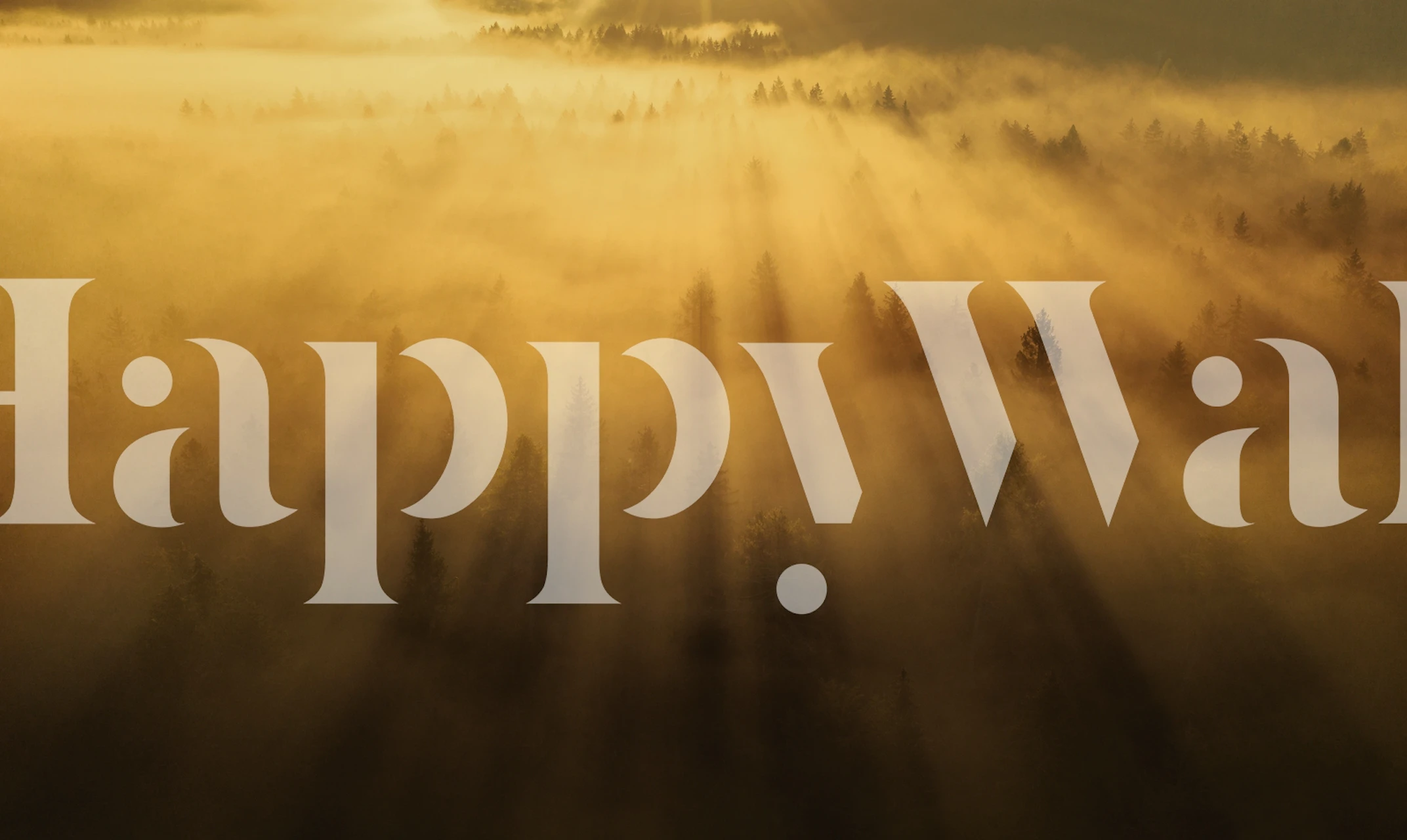 Sunlit forest morning wall mural with golden light and tree shadows