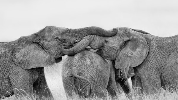 Elephant Playing