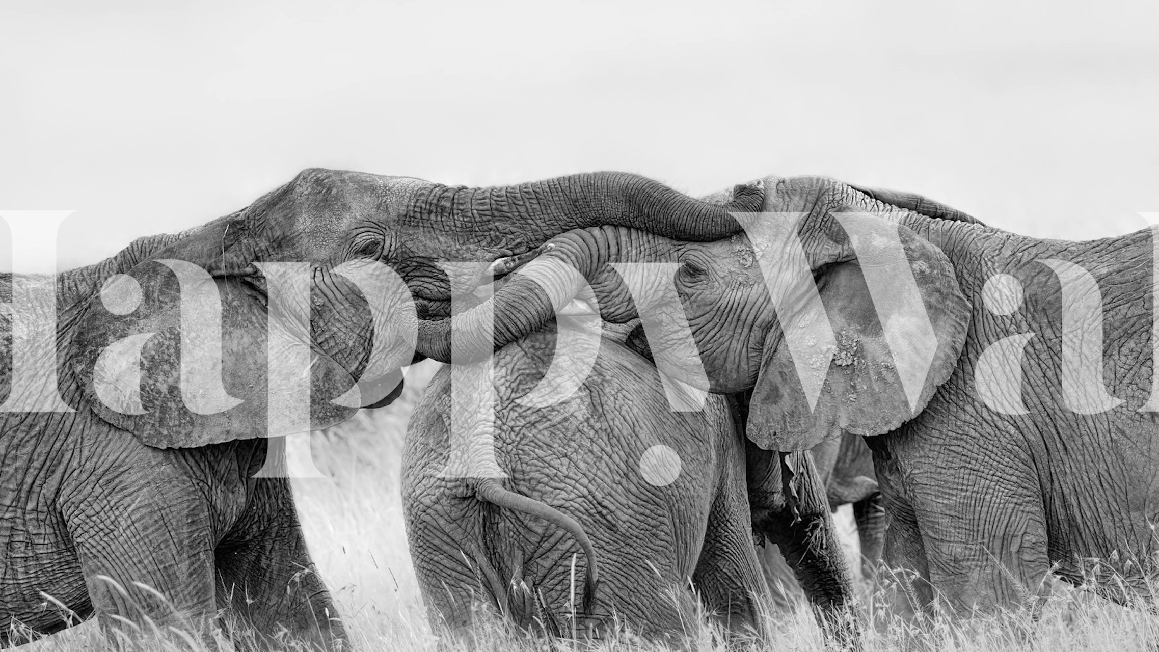 Sort og hvidt fototapet af elefanter, der leger