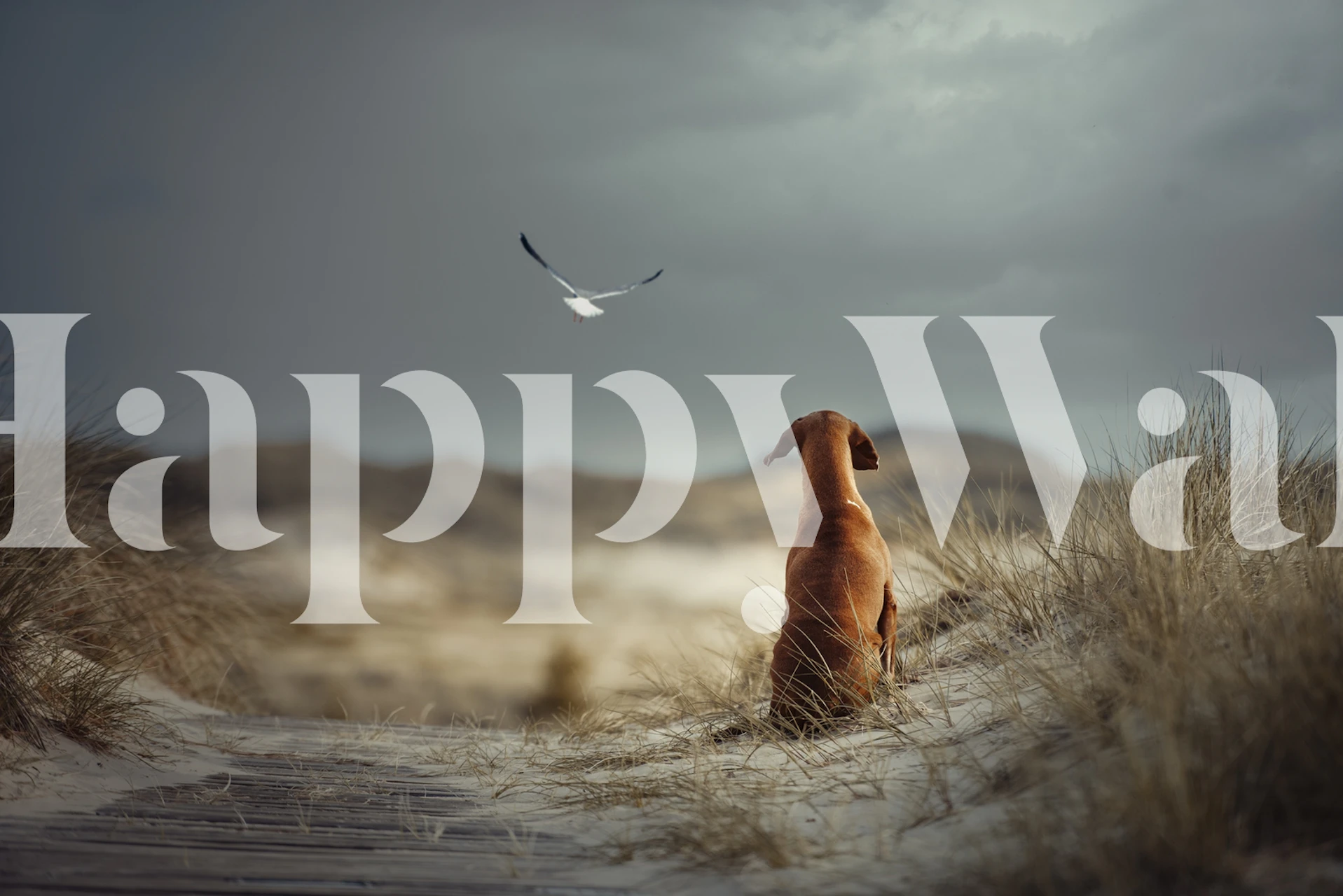 Perro marrón mirando un pájaro en el cielo