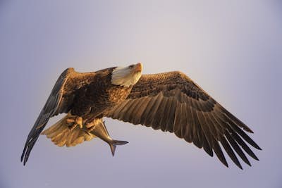 Τοιχογραφία