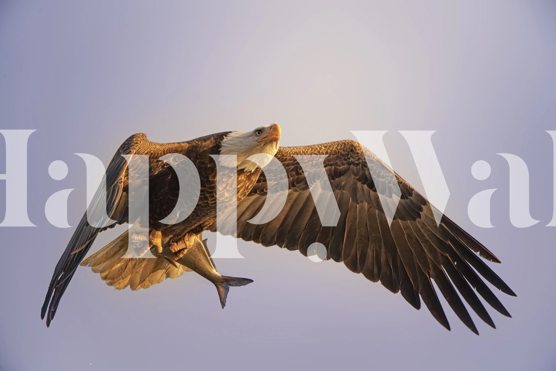 Papier peint mural aigle en vol capturant l'esprit de la nature