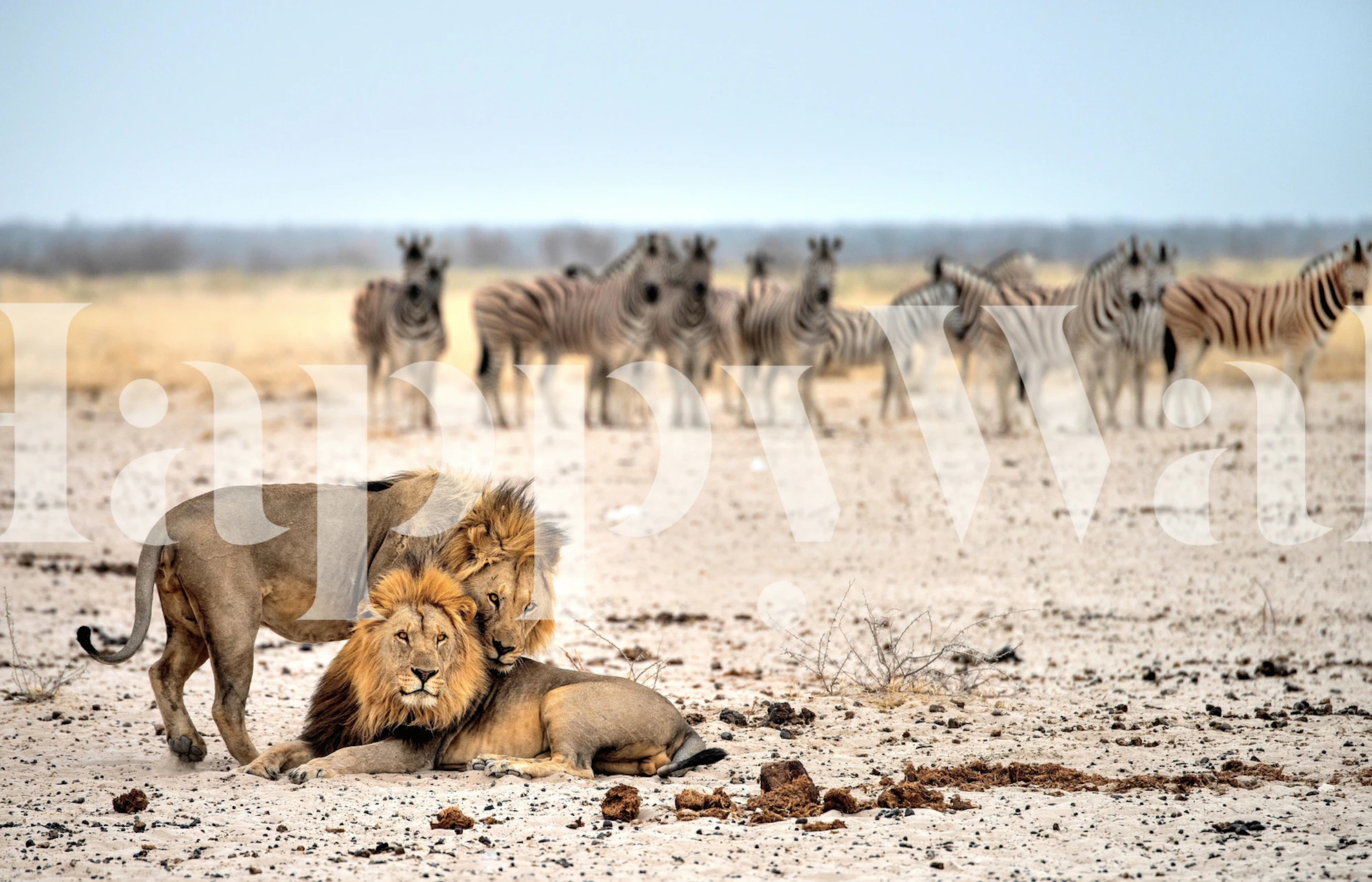 Lion and zebras in an African savanna wall mural