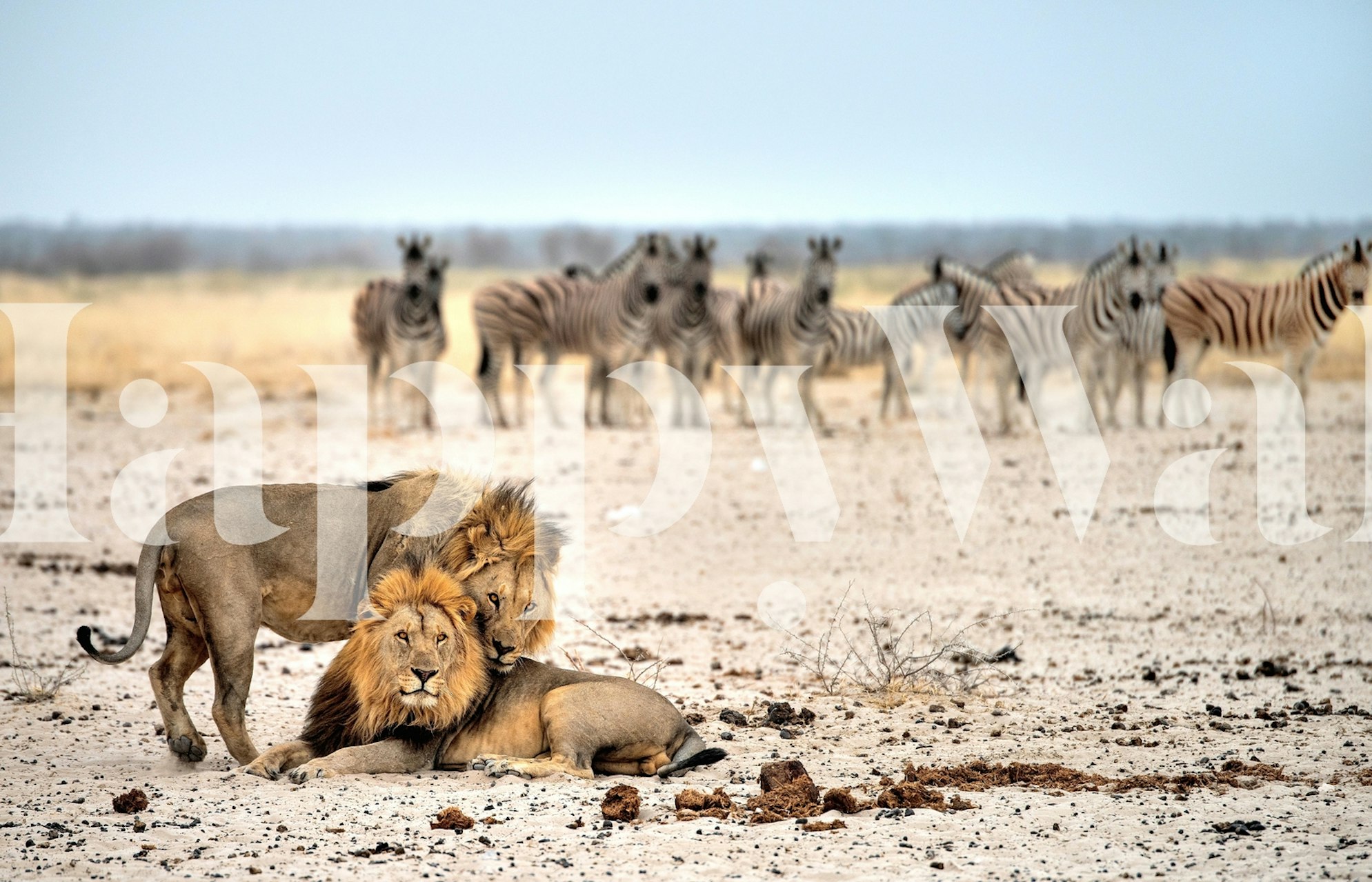 Lion and zebras in an African savanna wall mural