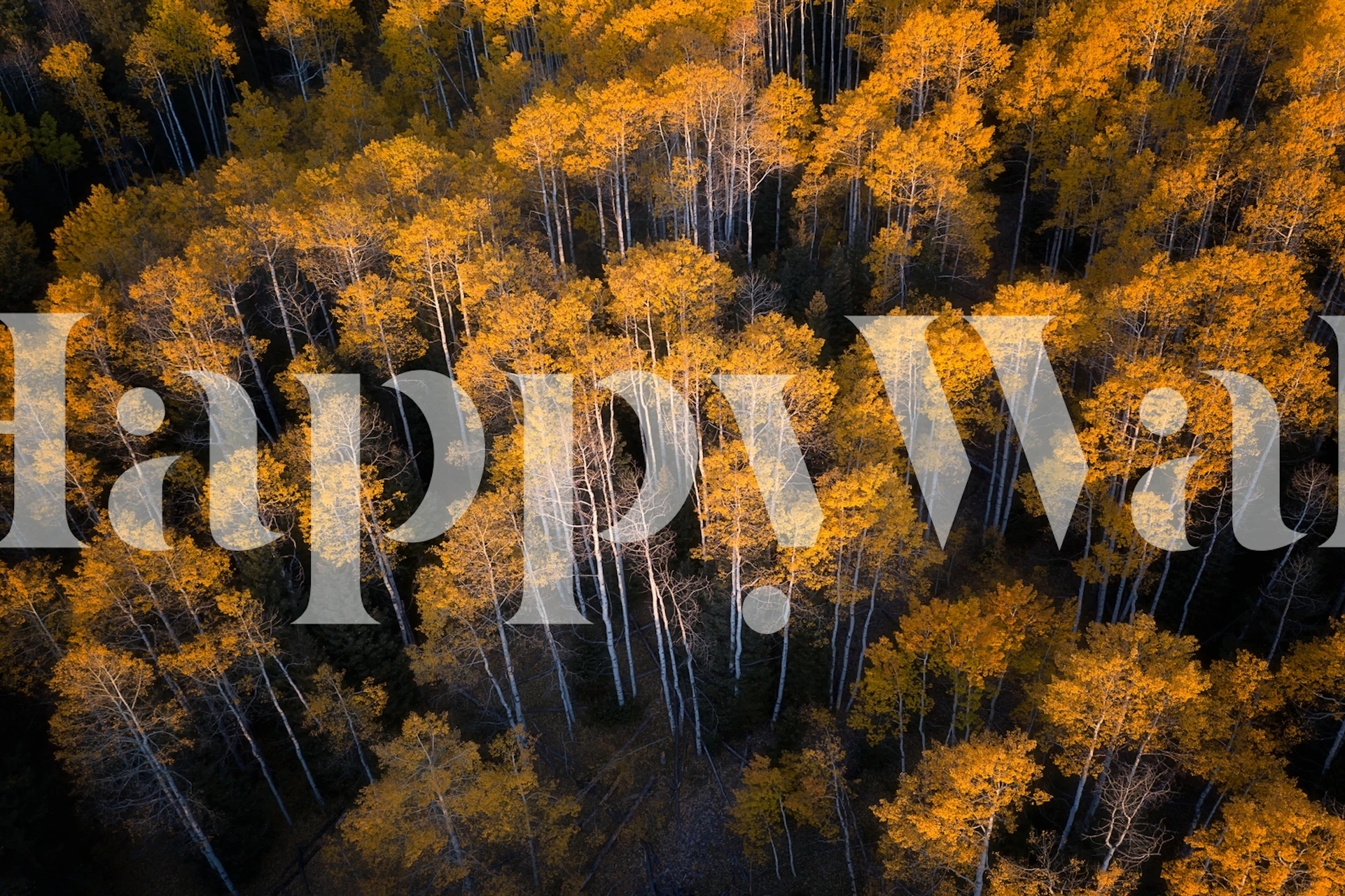 Golden aspen trees in autumn with dark trunks wallpaper