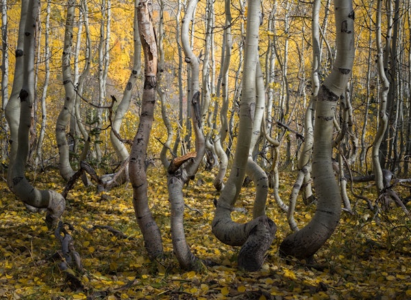 Crooked Aspen