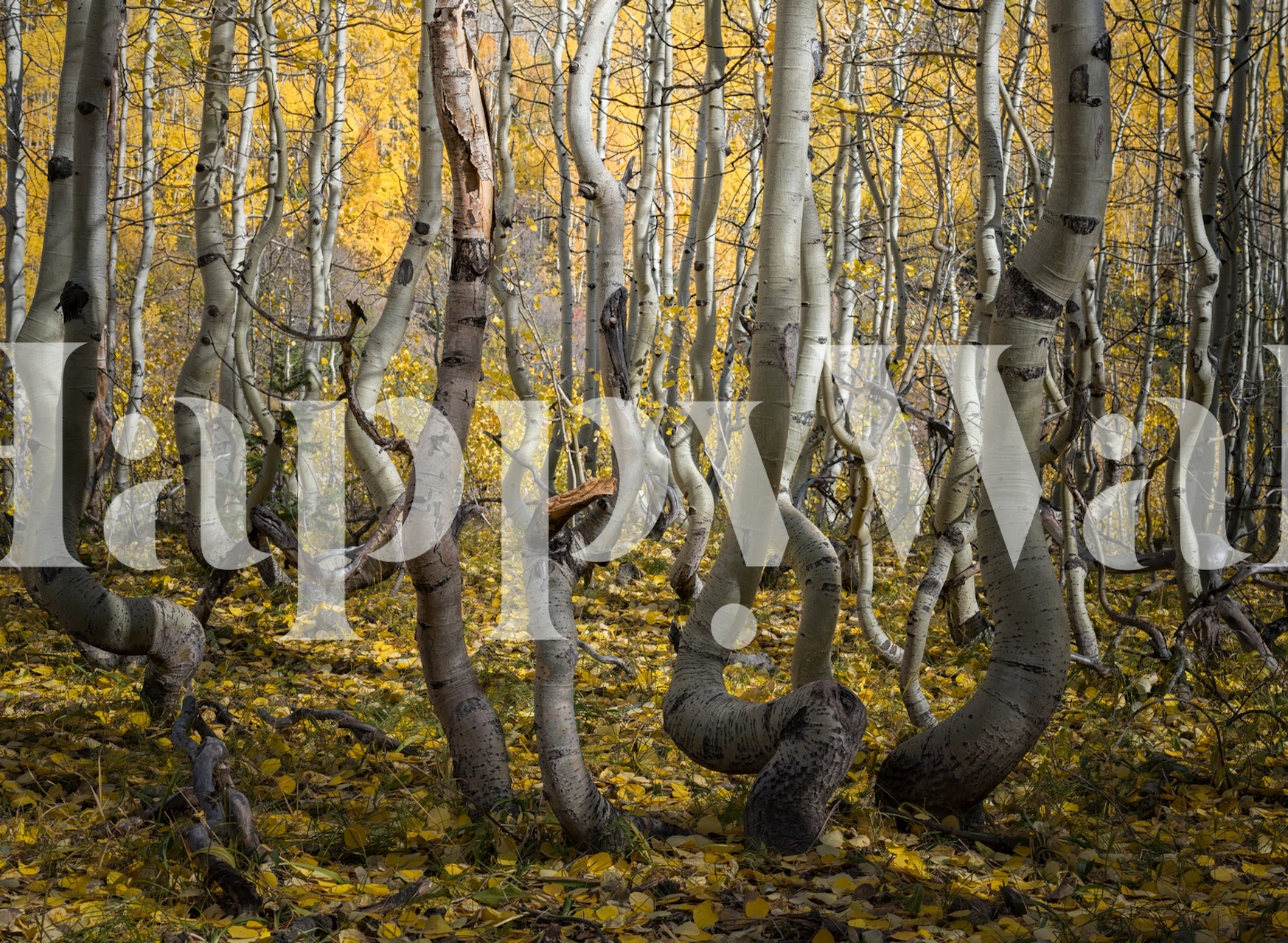 Crooked Aspen wallpaper in a room setting