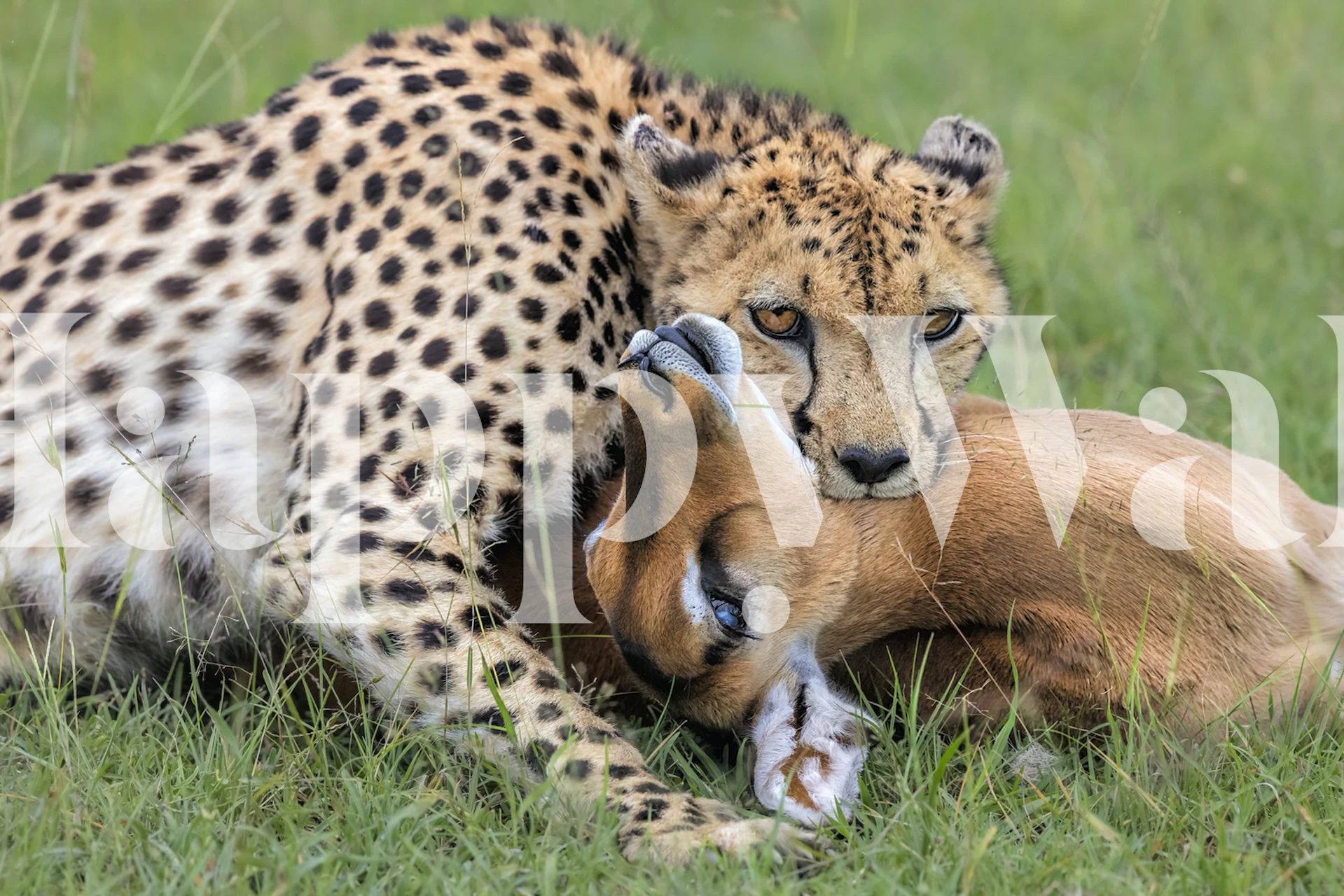 Cheetah hunting an antelope on grassy landscape wallpaper