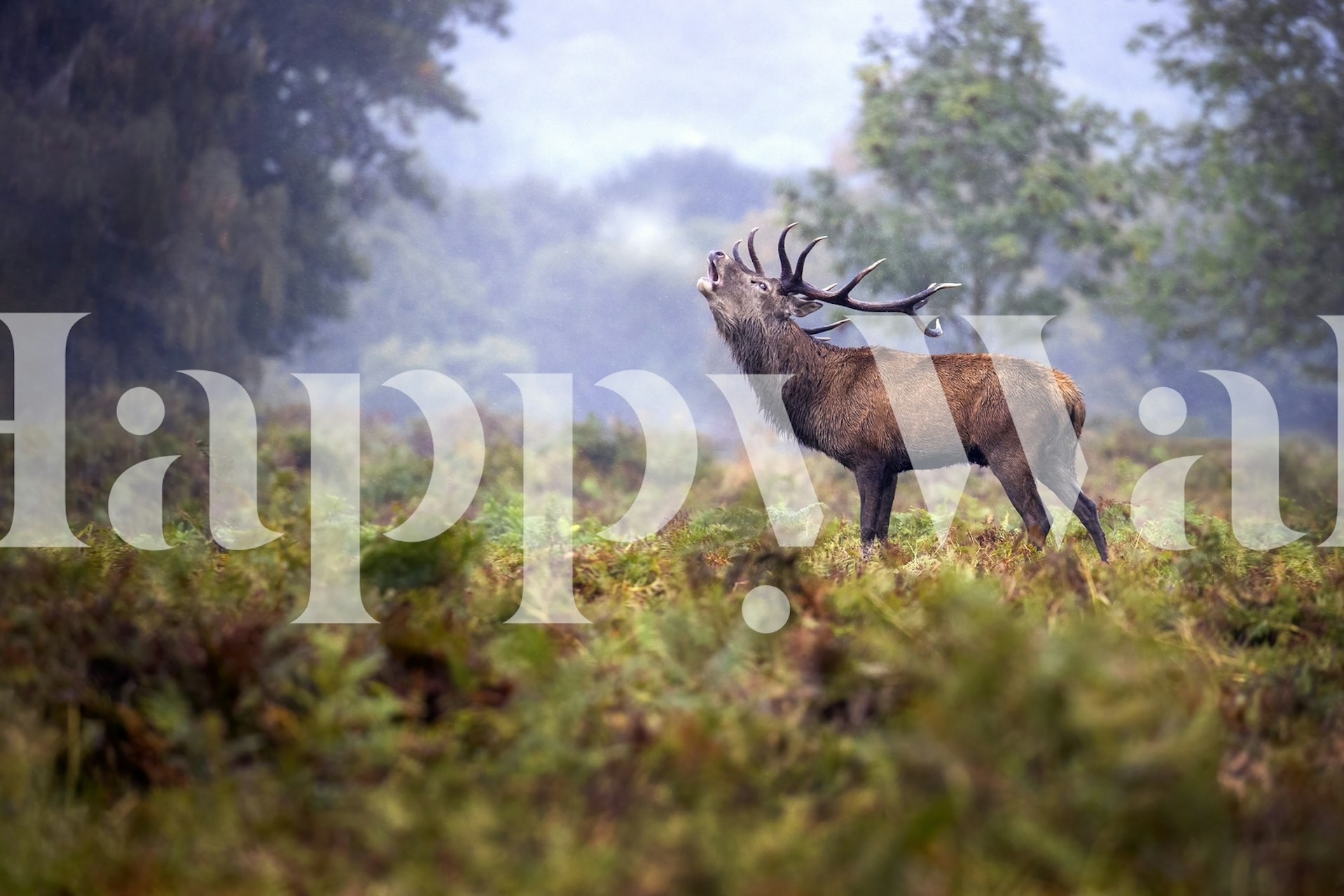 Majestætisk hjorte i en tåget skovregn vægmaleri