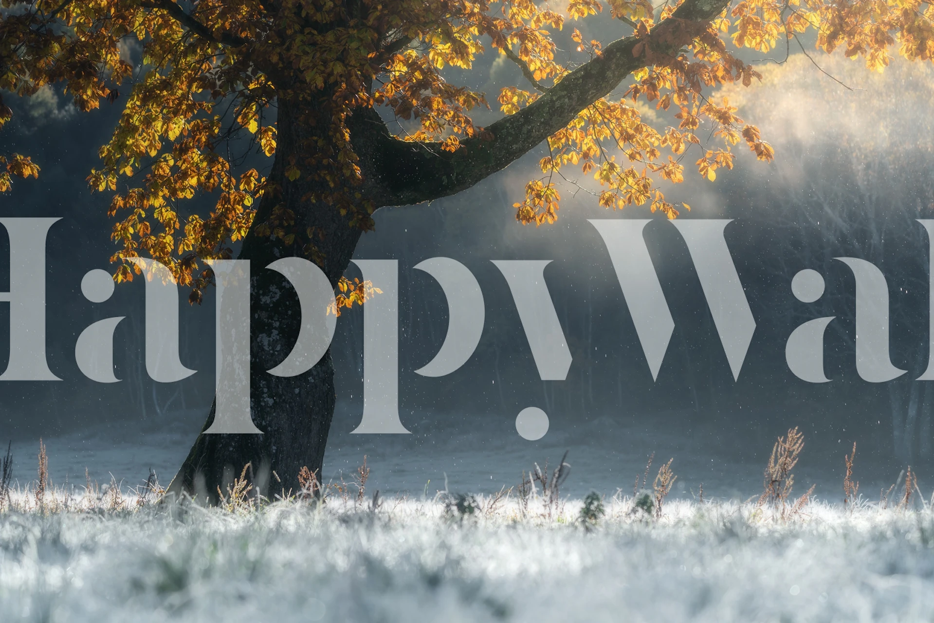 Høsttre silhuett i tåkete morgenlys veggmaleri