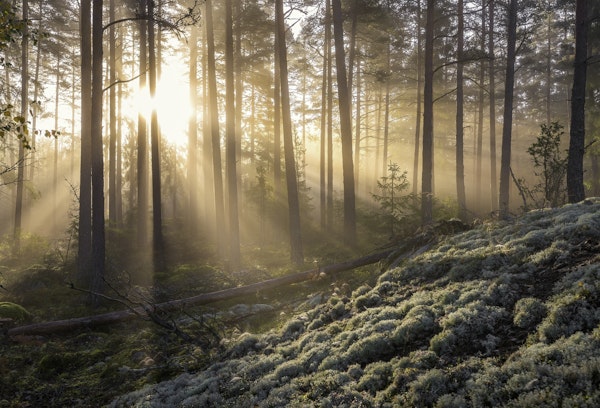Fog in the forest with white moss in the forground