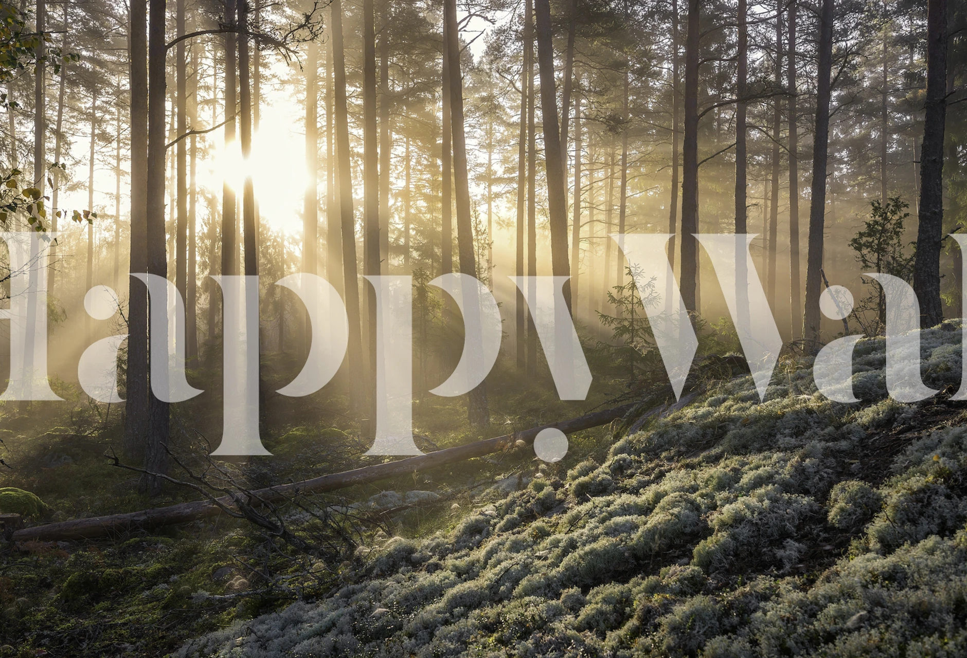 Misty forest with sunlight permeating through trees and white moss foreground wall mural