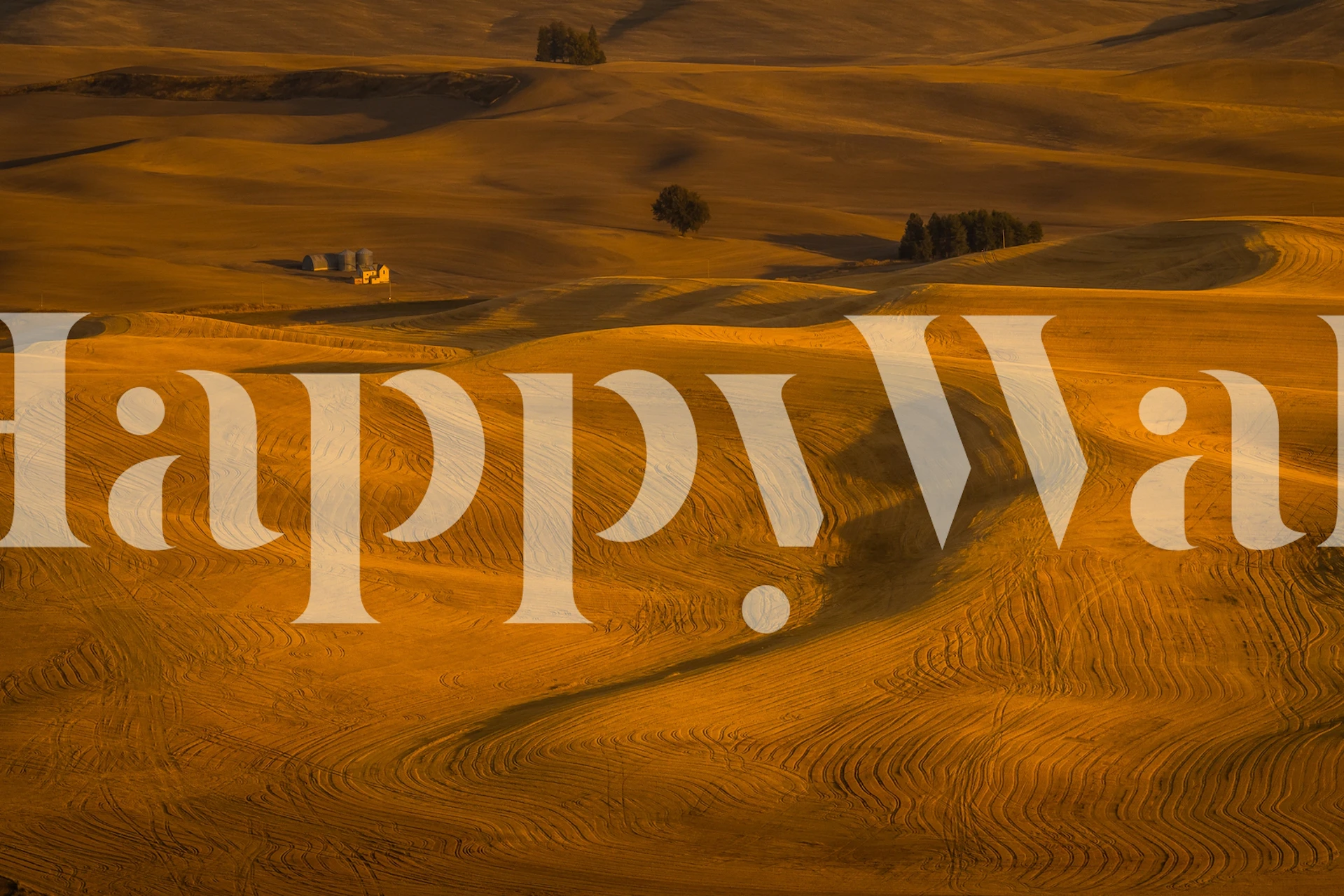 Gylden hvedemark ved solnedgang vægmaleri