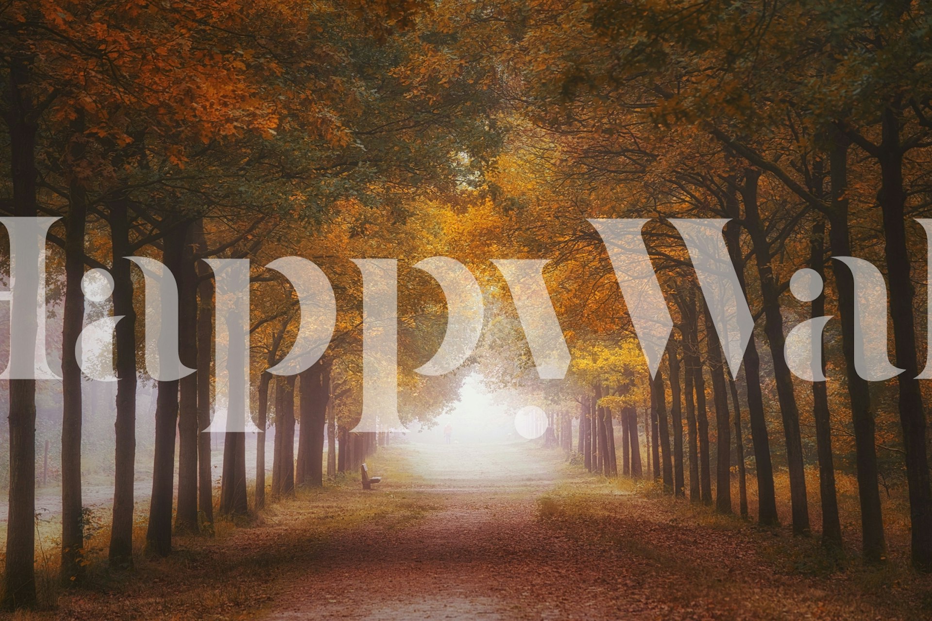 Foggy autumn forest pathway wallpaper with orange trees
