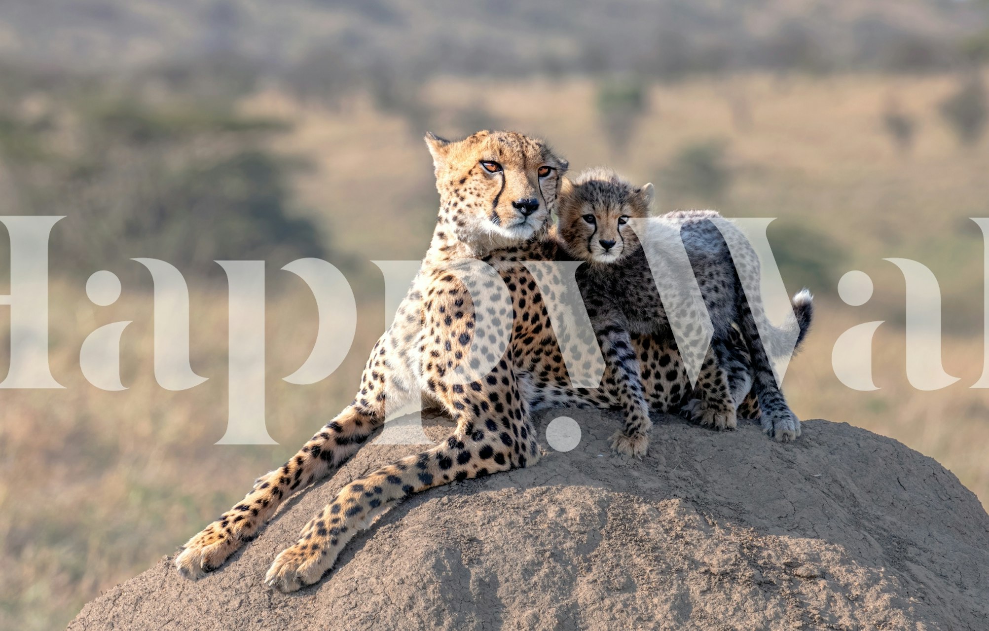 Cheetah mother with cub on a savannah rock wall mural