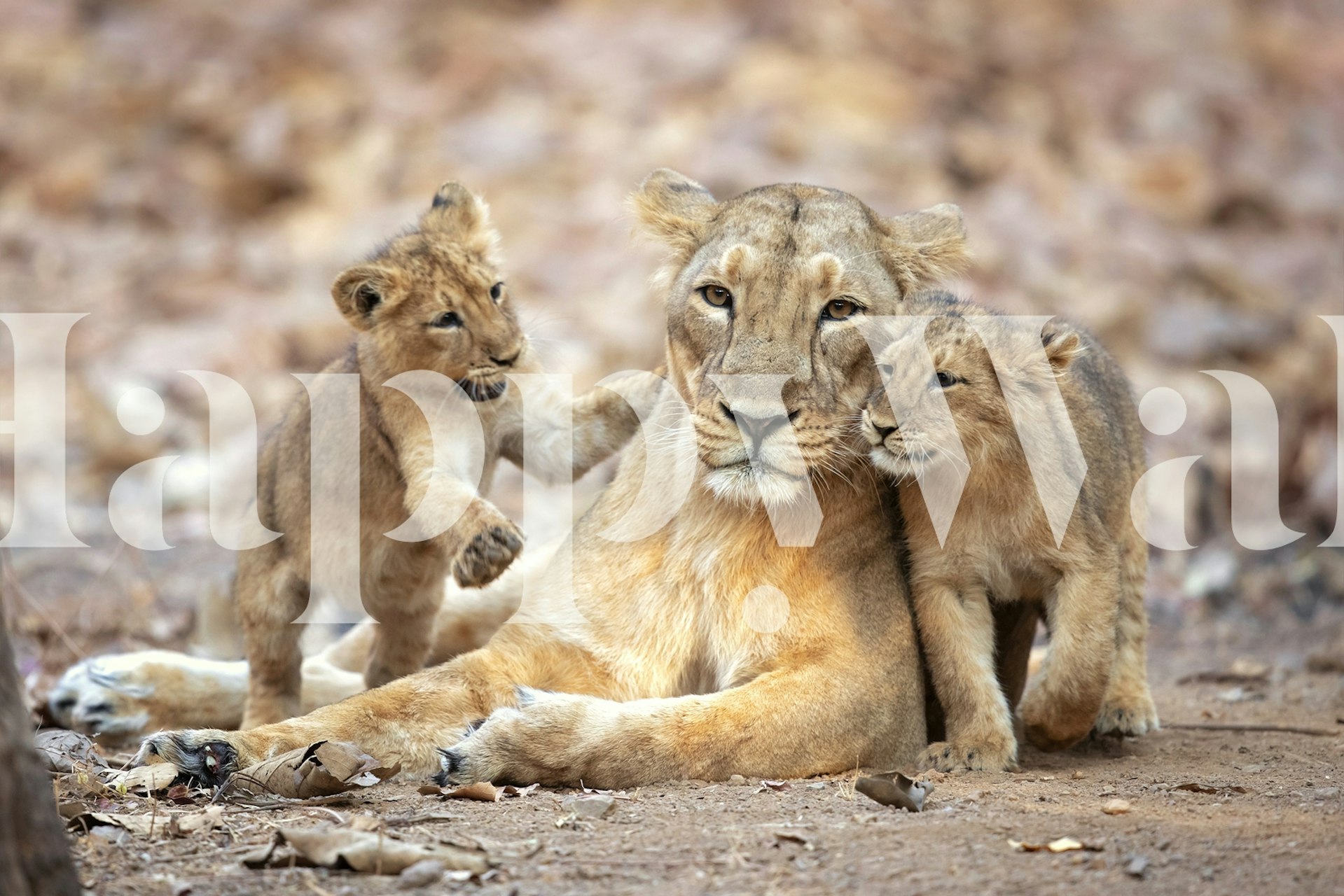 Asiatic lioness resting with two cubs, earthy tones wallpaper