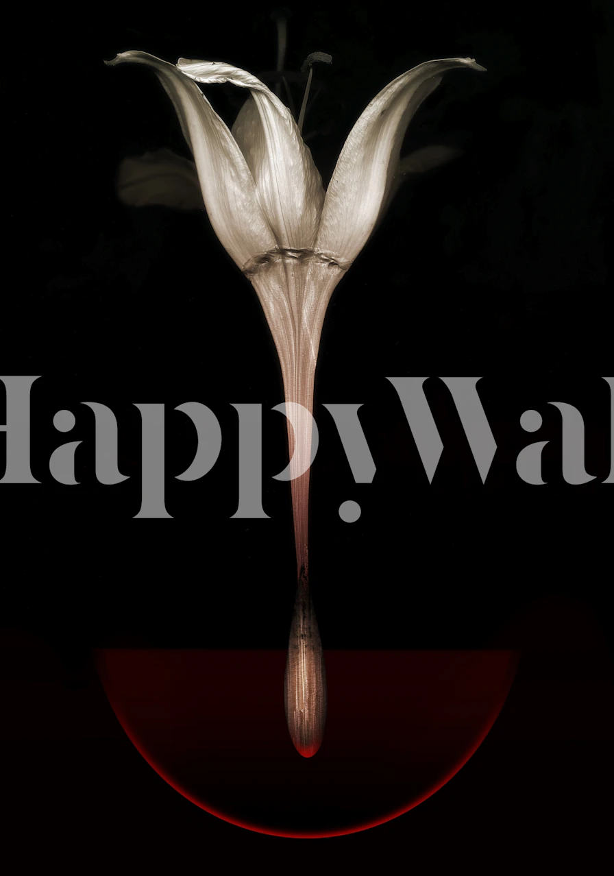 White lily on a black background with subtle red circular accent wallpaper