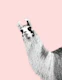 Cute Llama Blush Black White 1