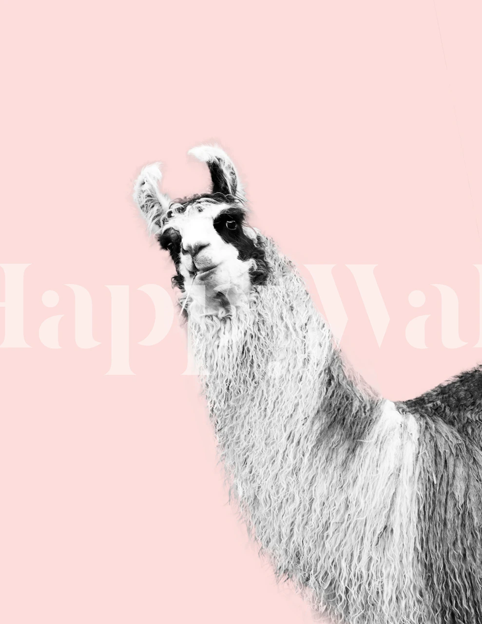 Cute llama wallpaper in a room