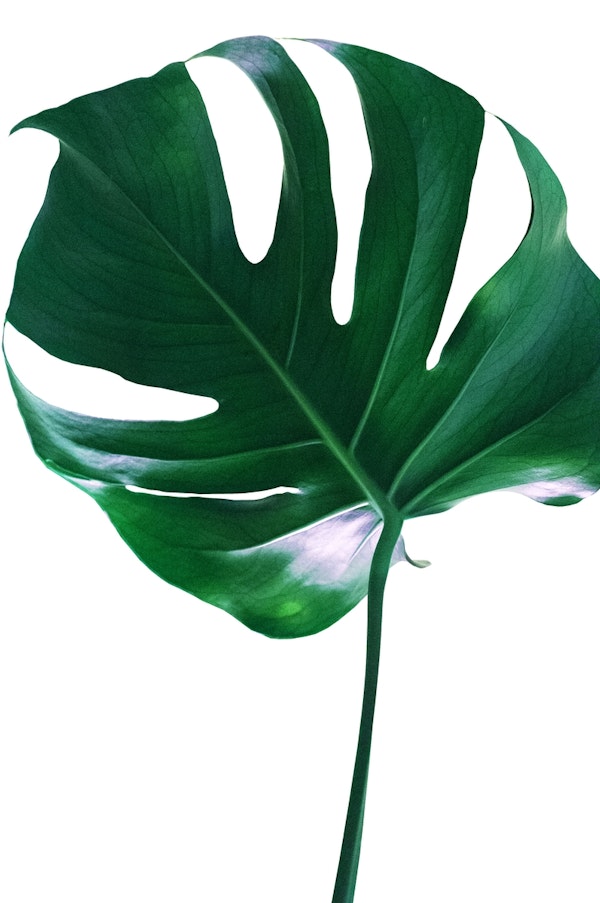 Tropical Monstera Delight 1