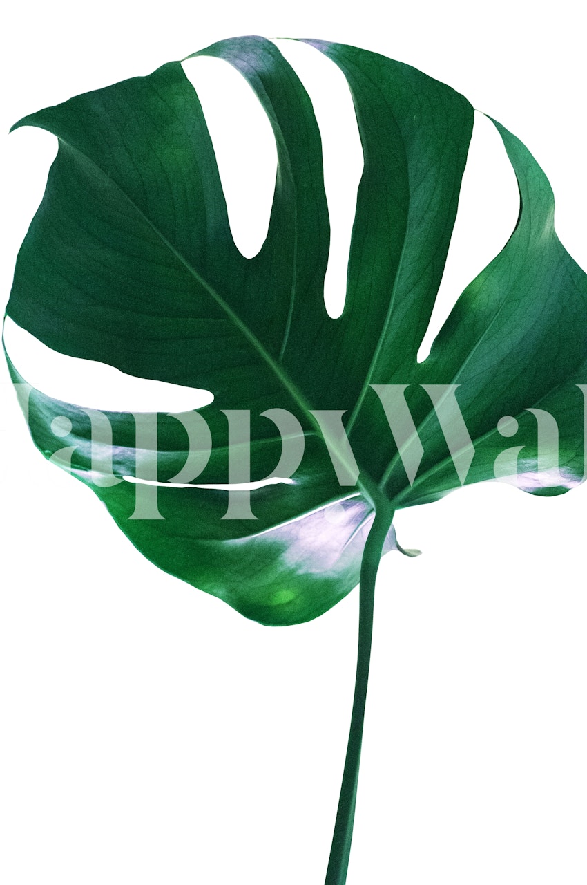Papier peint Tropical Monstera Delight dans une pièce