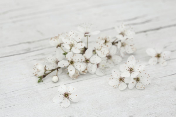 White Cherry Blossom