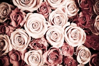 Roses wallpaper