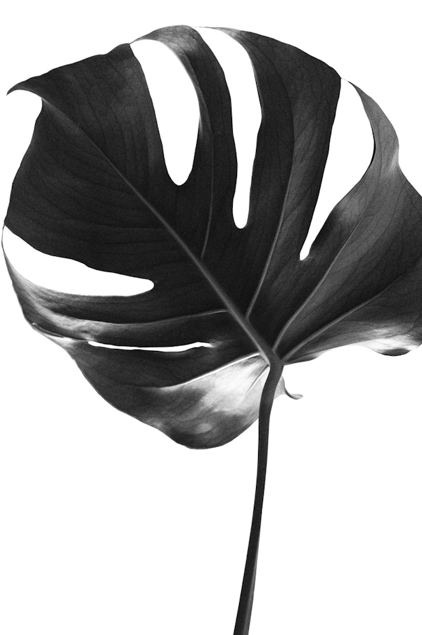 Tropical Monstera Delight 2