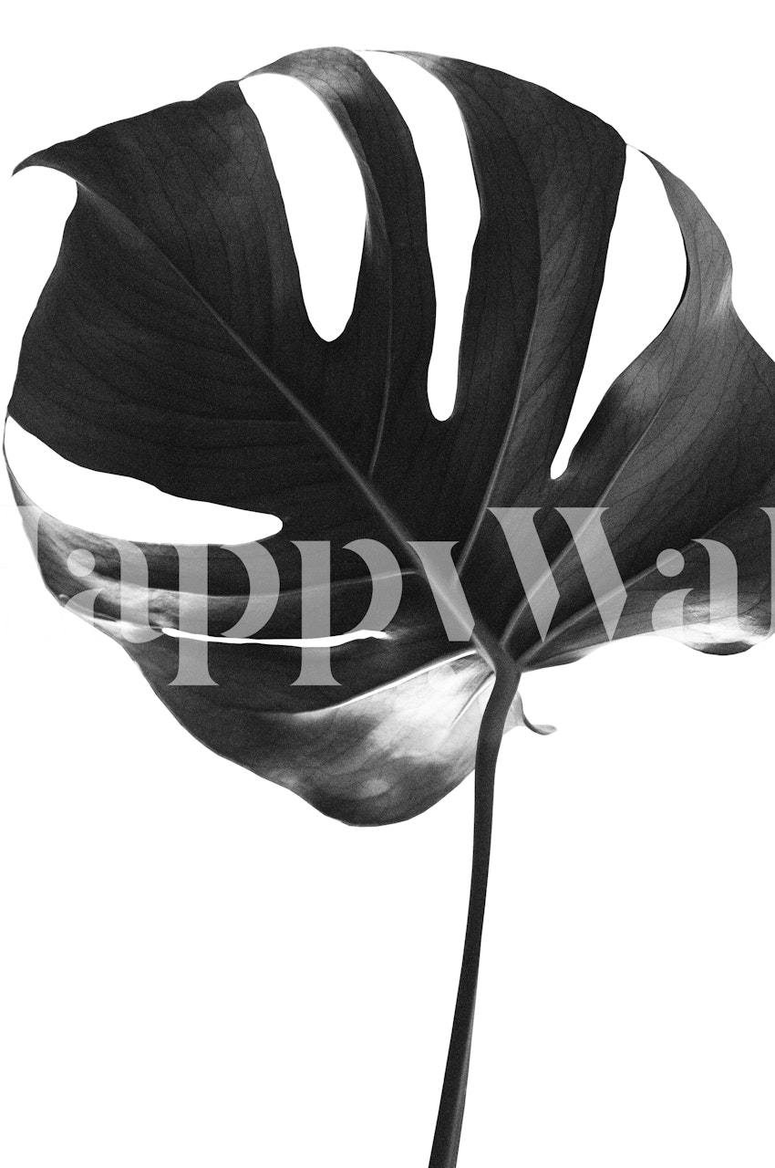 Tropical wallpaper design avec des feuilles de monstera