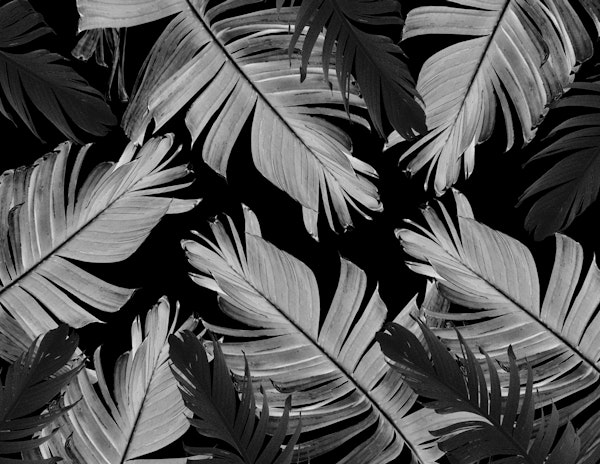 Tropical Banana Leaves 4